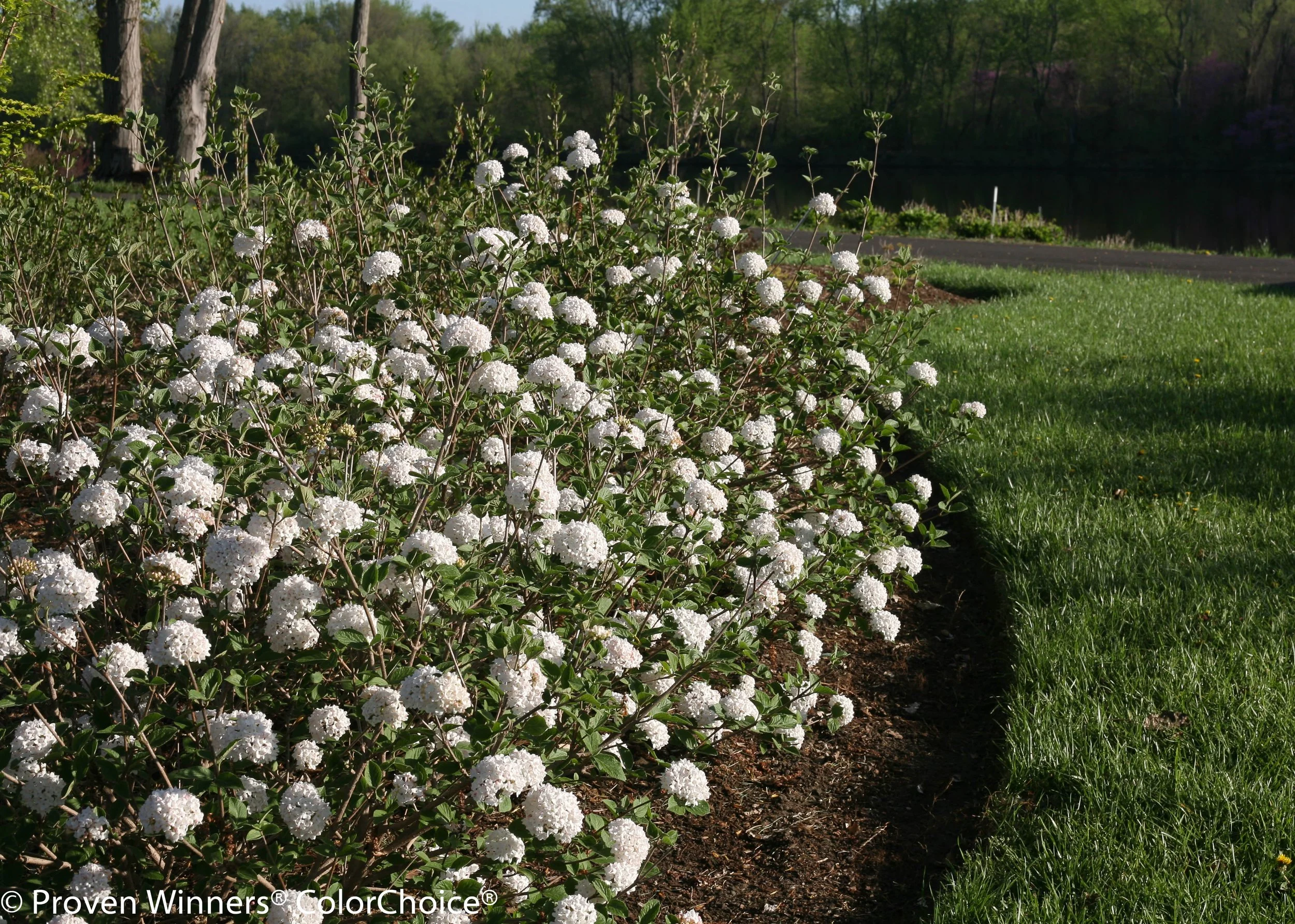 spice_baby_viburnum-8671.jpg