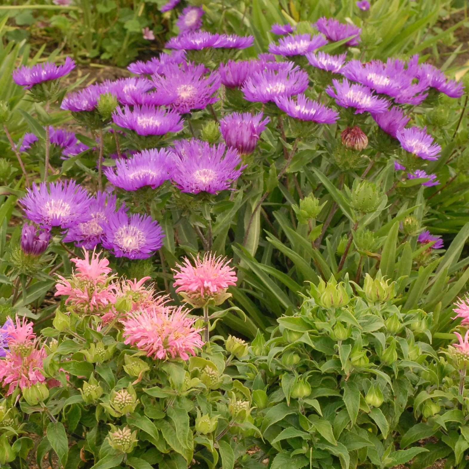 Stokesia laevis 'Honeysong Purple' 0002 high res.jpg