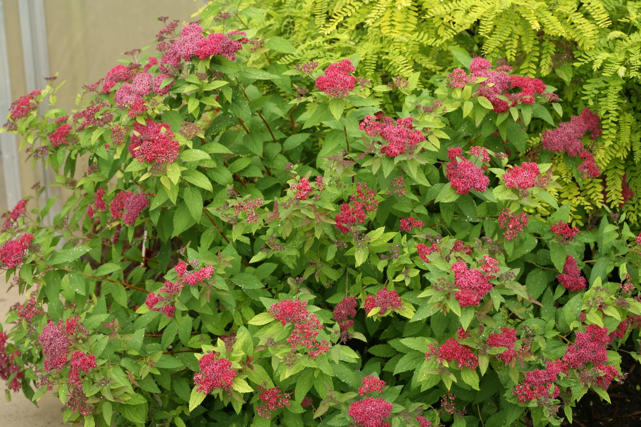 double_play_red_spirea_plant.jpg