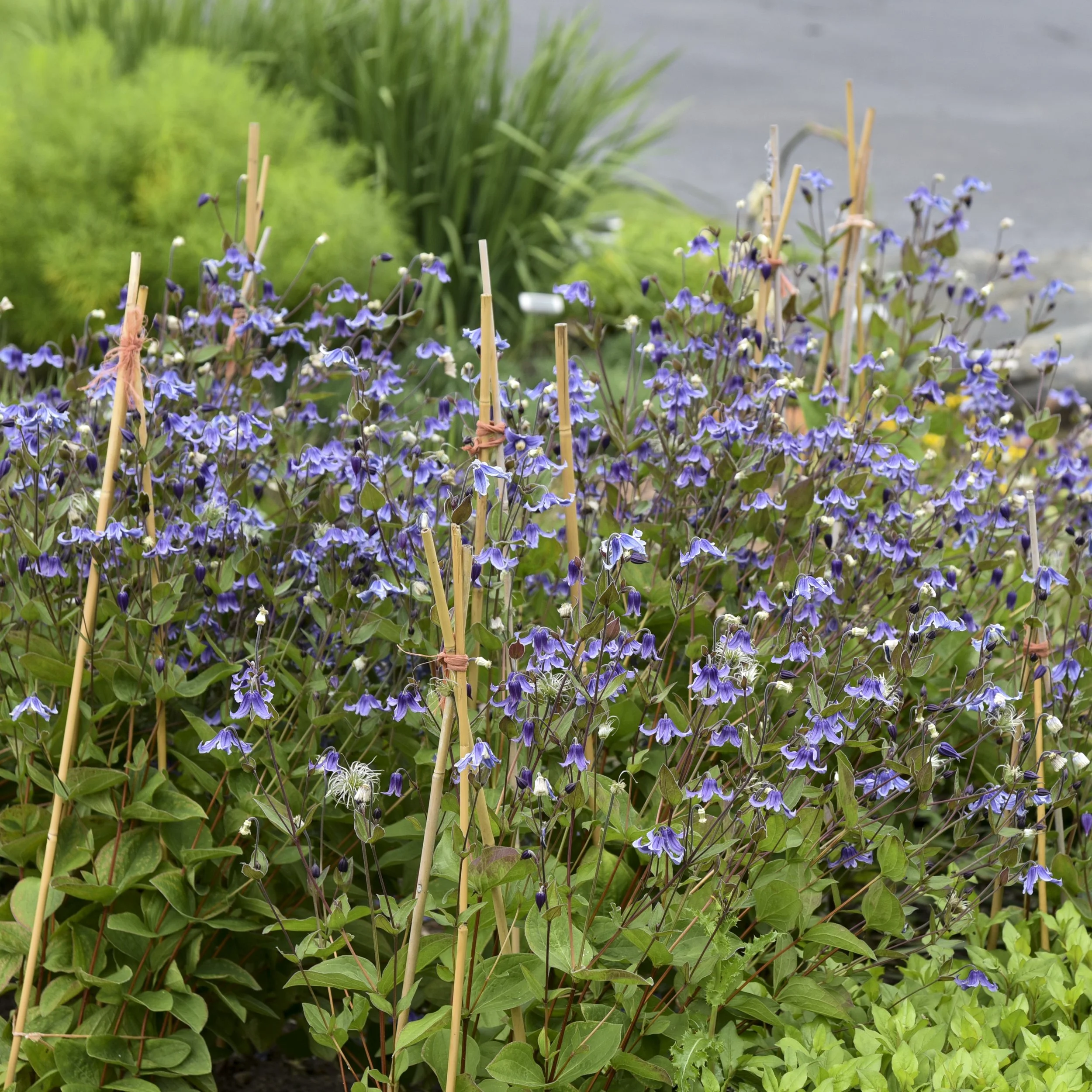 Clematis 'Stand by Me' PP30556 0004 high res.jpg