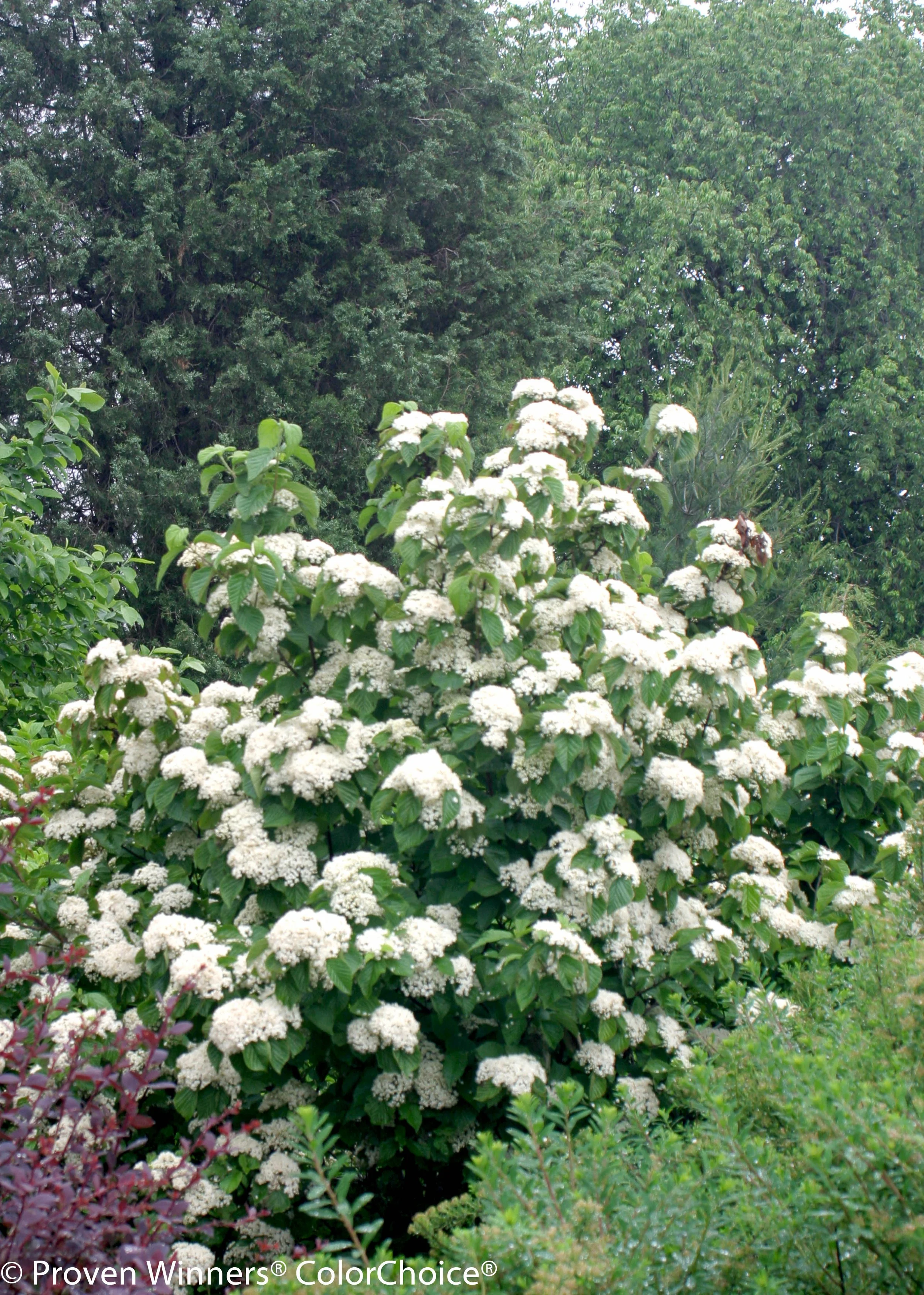 cardinal_candy_viburnum-8.jpg