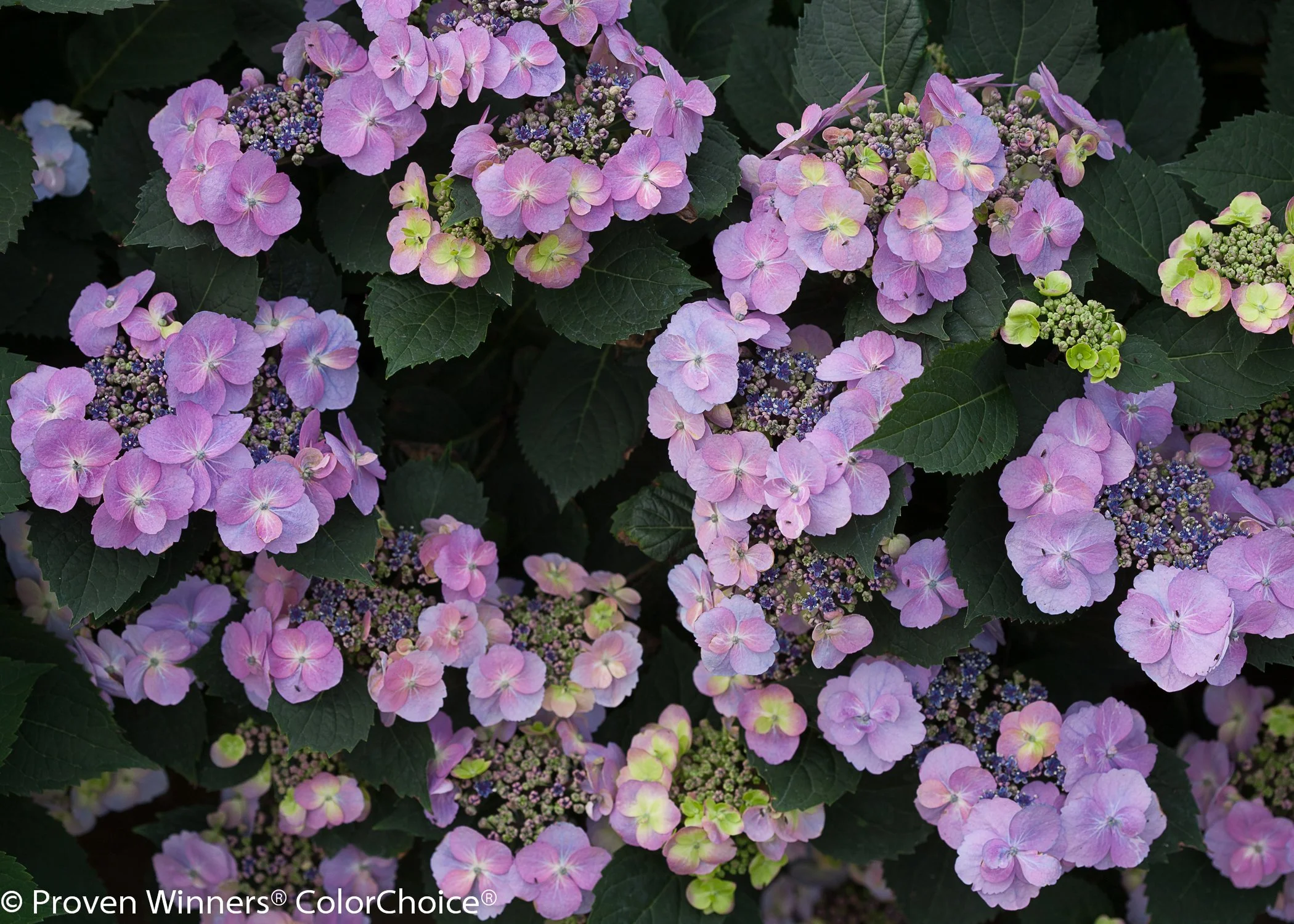 tuff_stuff_hydrangea-5.jpg