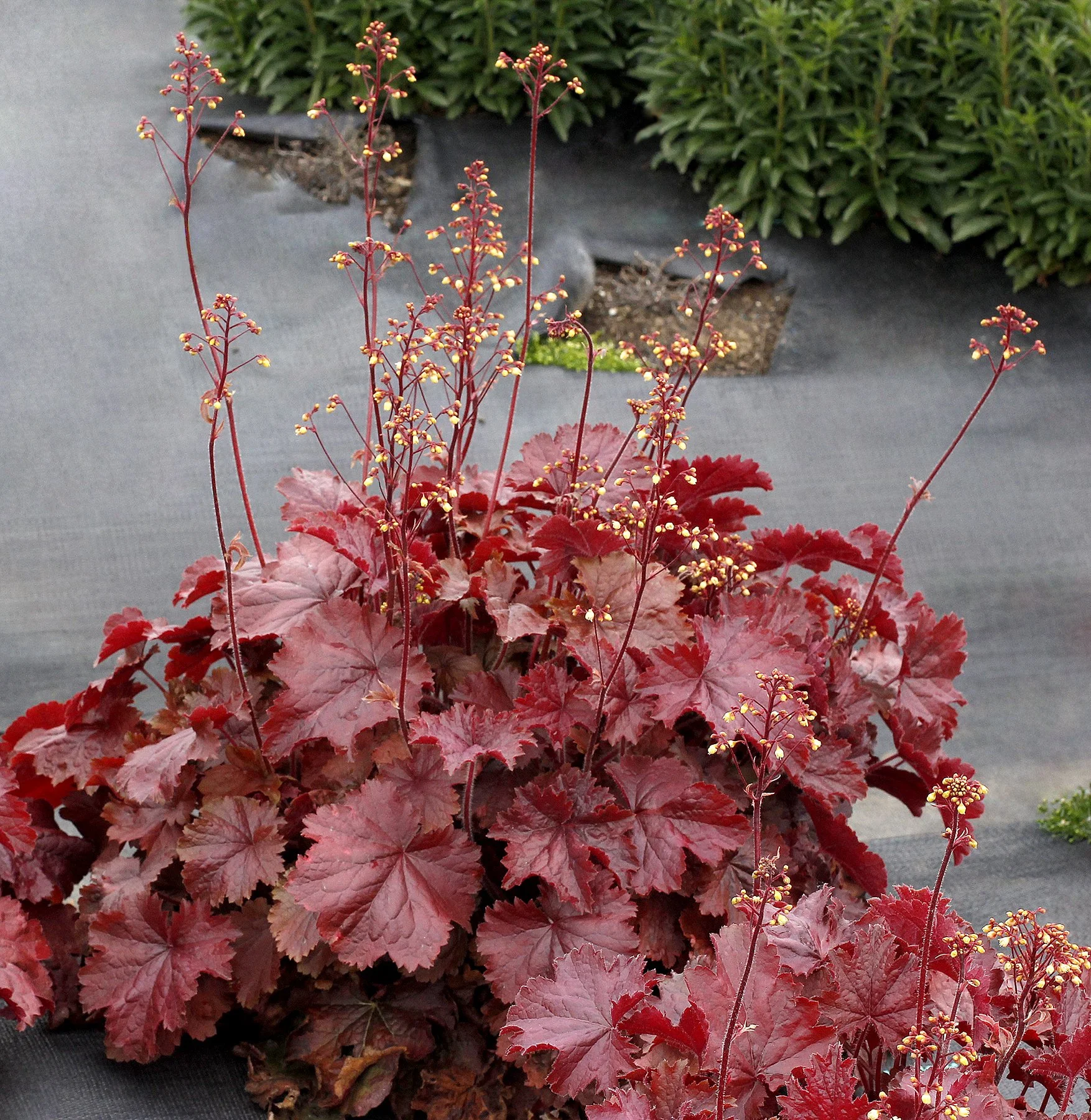 Heuchera-Northern-Exposure-Red-1.jpg