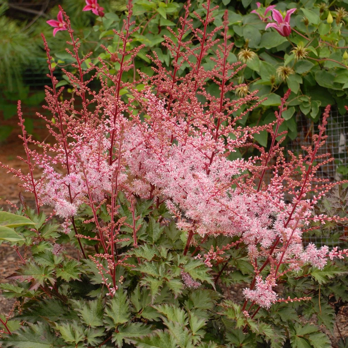 Astilbe 'Delft Lace' PP19839 0000 high res.jpg