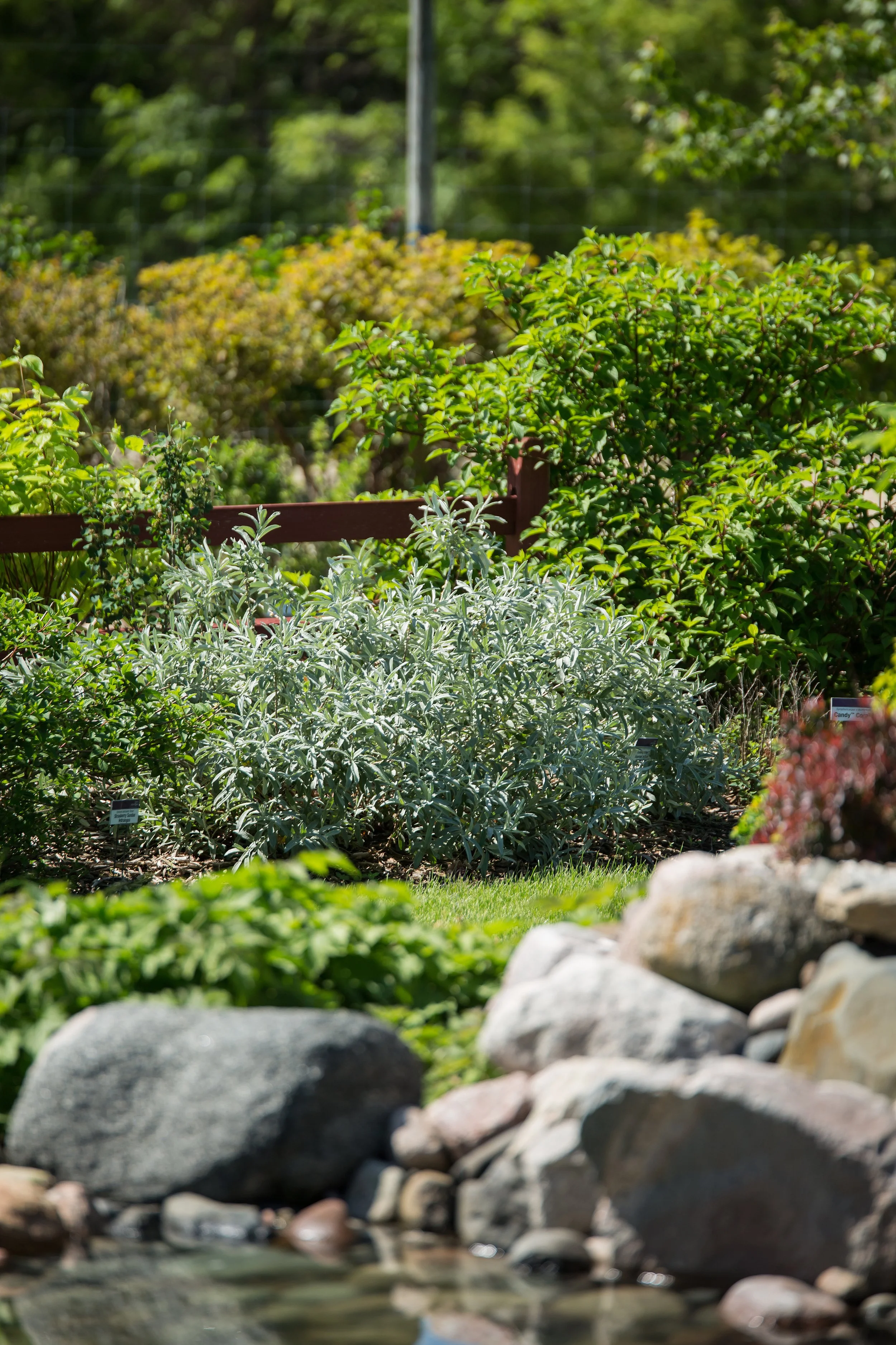 SalixIcebergAlley-097-13138.jpg