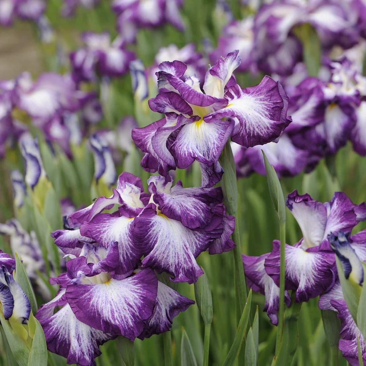 Iris ensata 'Lion King' 0001 high res.jpg