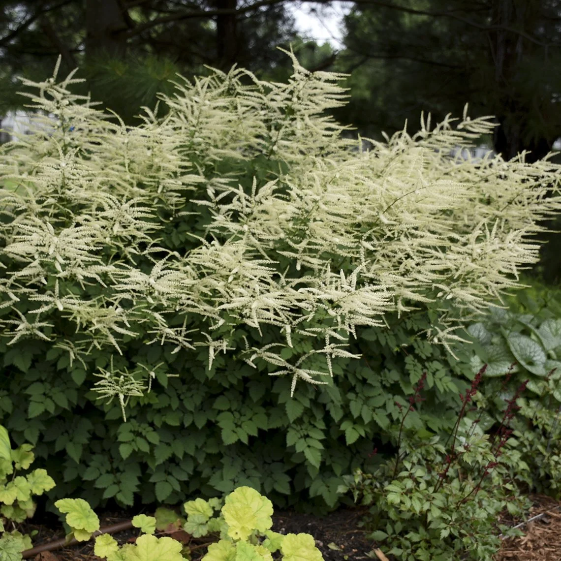Aruncus 'Misty Lace' 0001 high res.jpg
