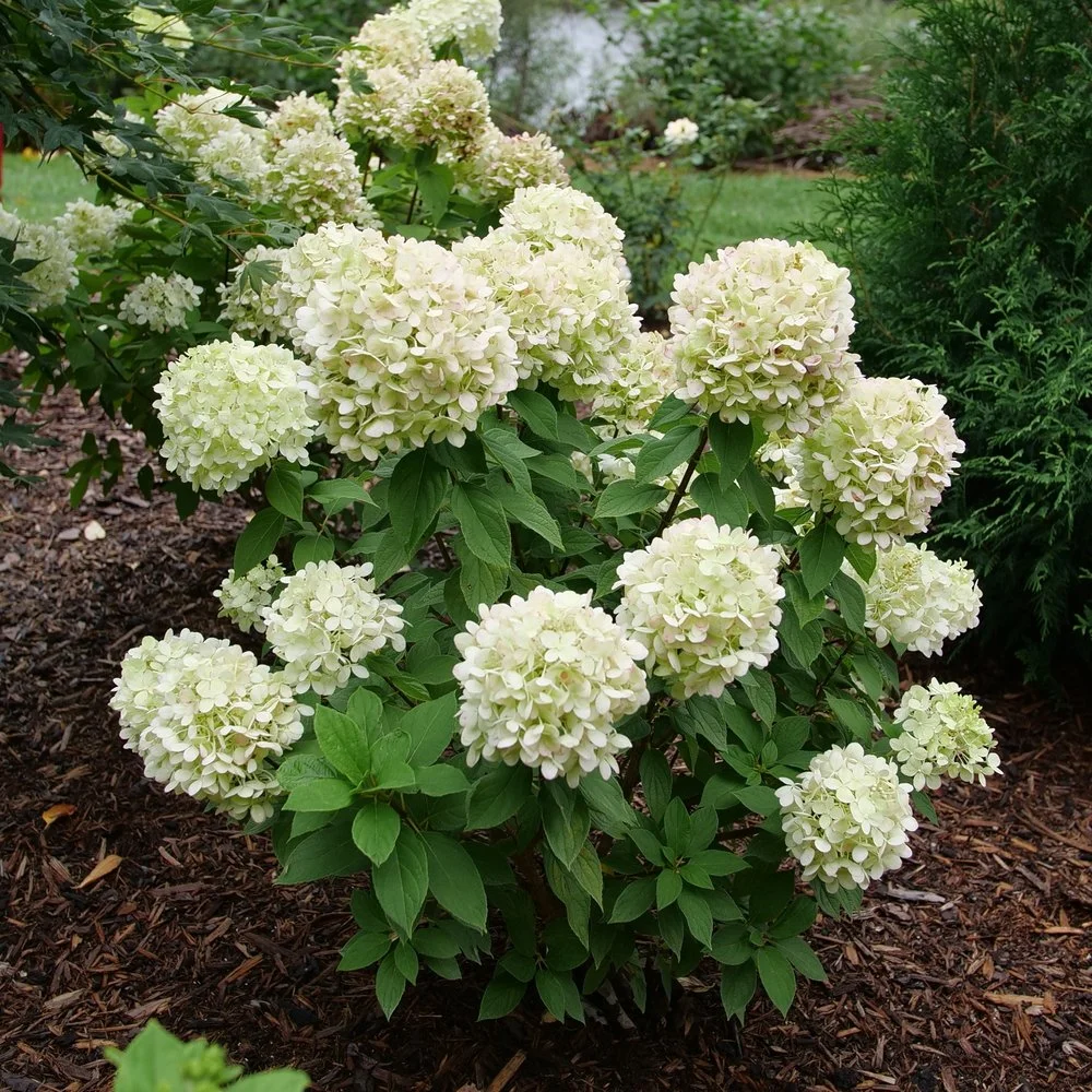 hydrangea_powerball_1.jpg