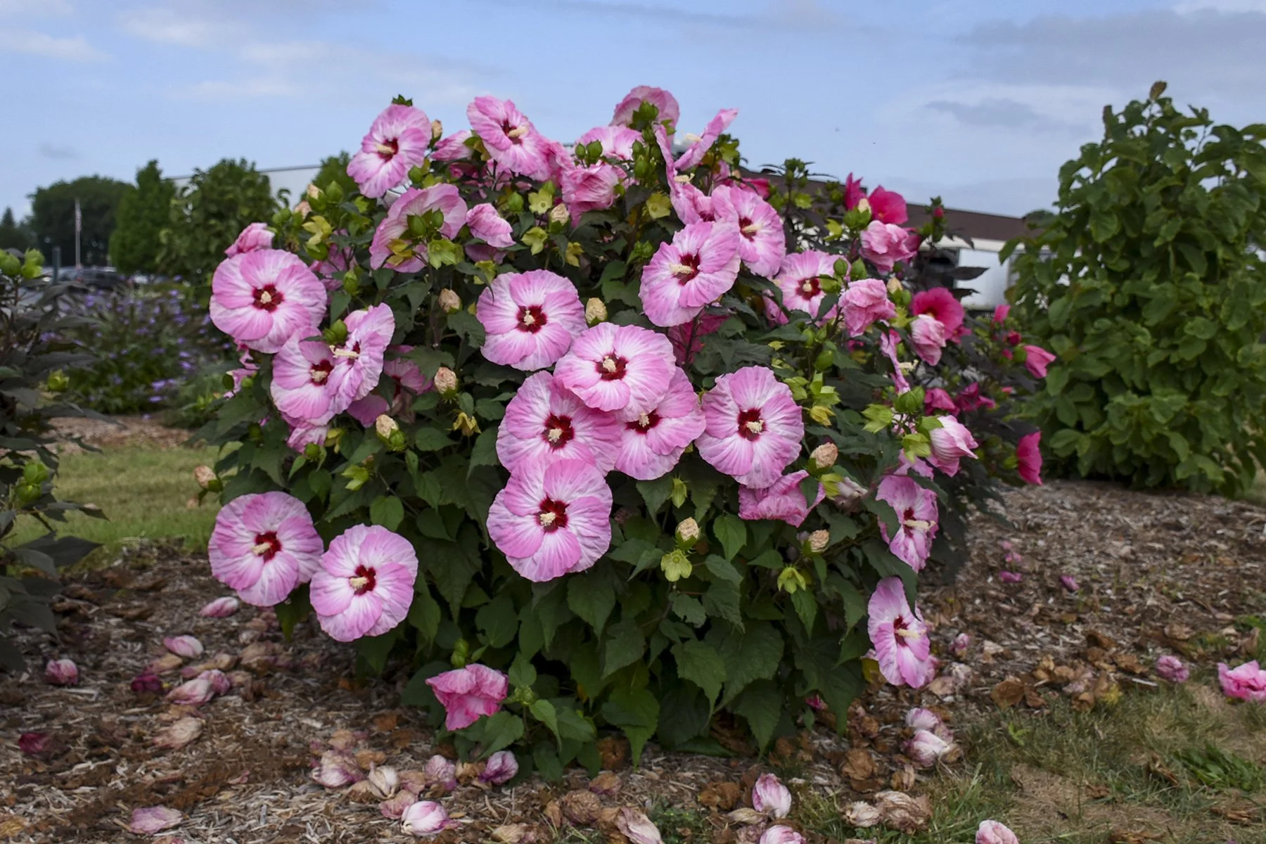 Hibiscus x 'Spinderella'