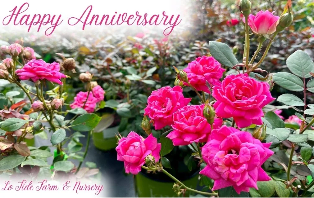 Happy Anniversary E-Gift Card