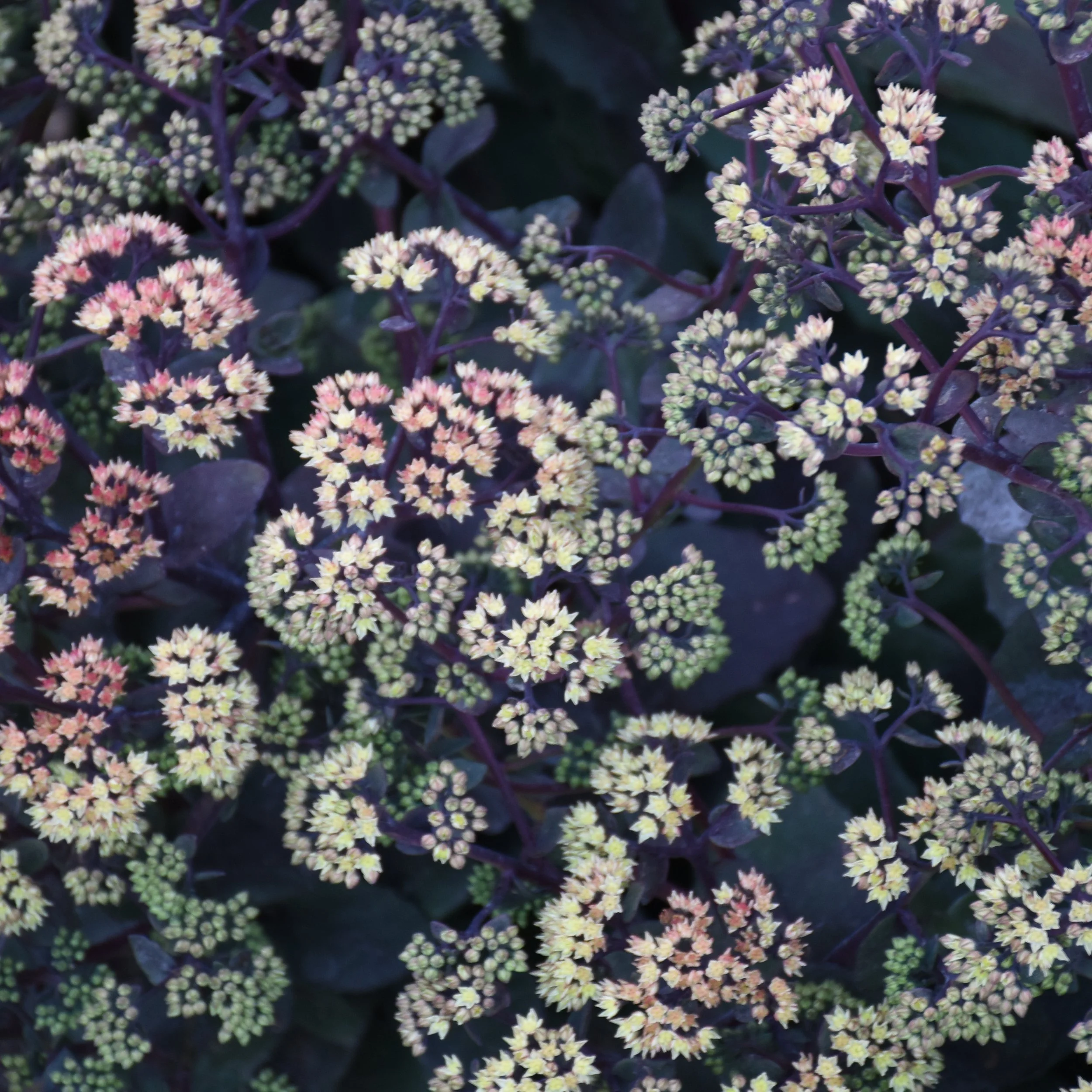 Sedum 'Night Light' PPAF 0001 high res.jpg