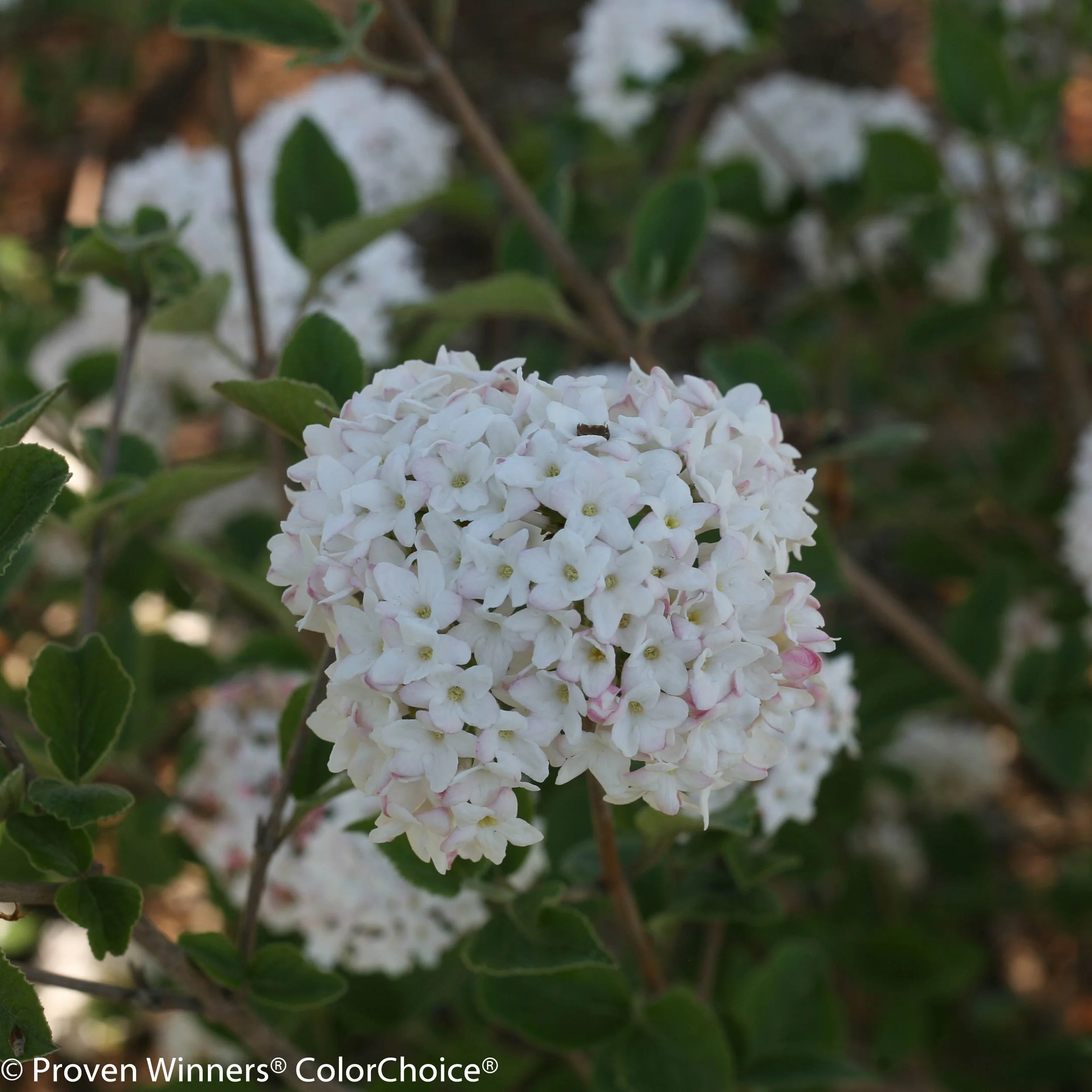 spice_baby_viburnum-8689.jpg