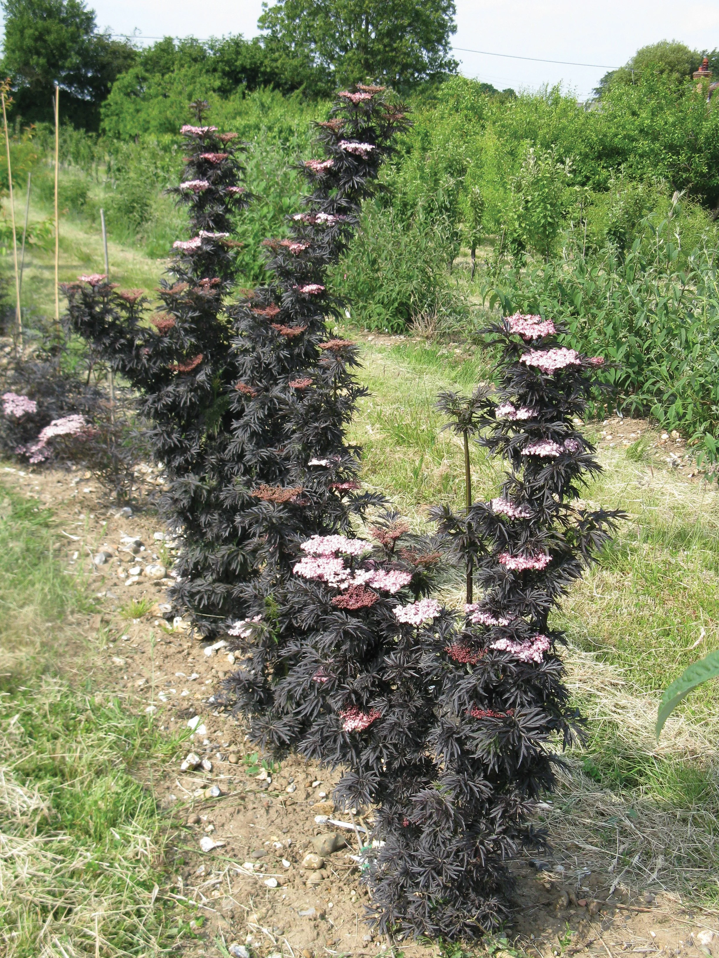 laced_up_fastigiate_sambucus_trial_beds.jpg