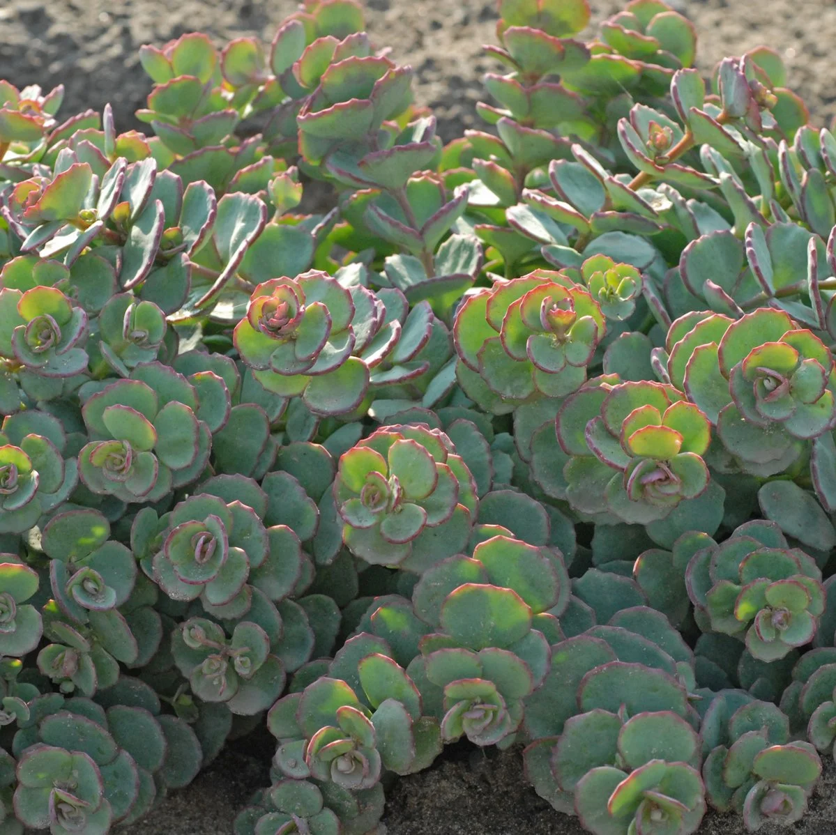 Sedum sieboldii (October Daphne Stonecrop)