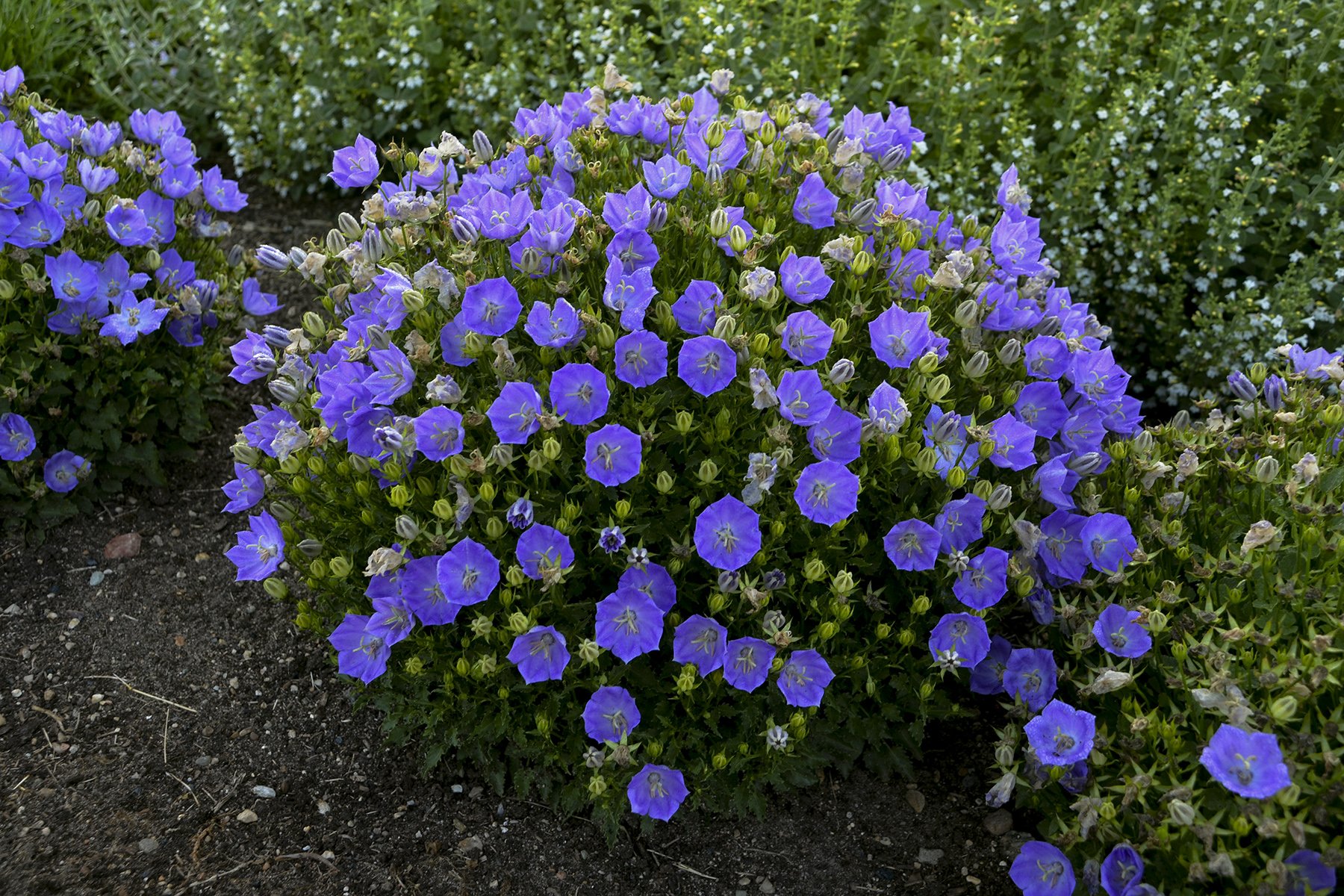 Campanula carpatica 'Rapido Blue'