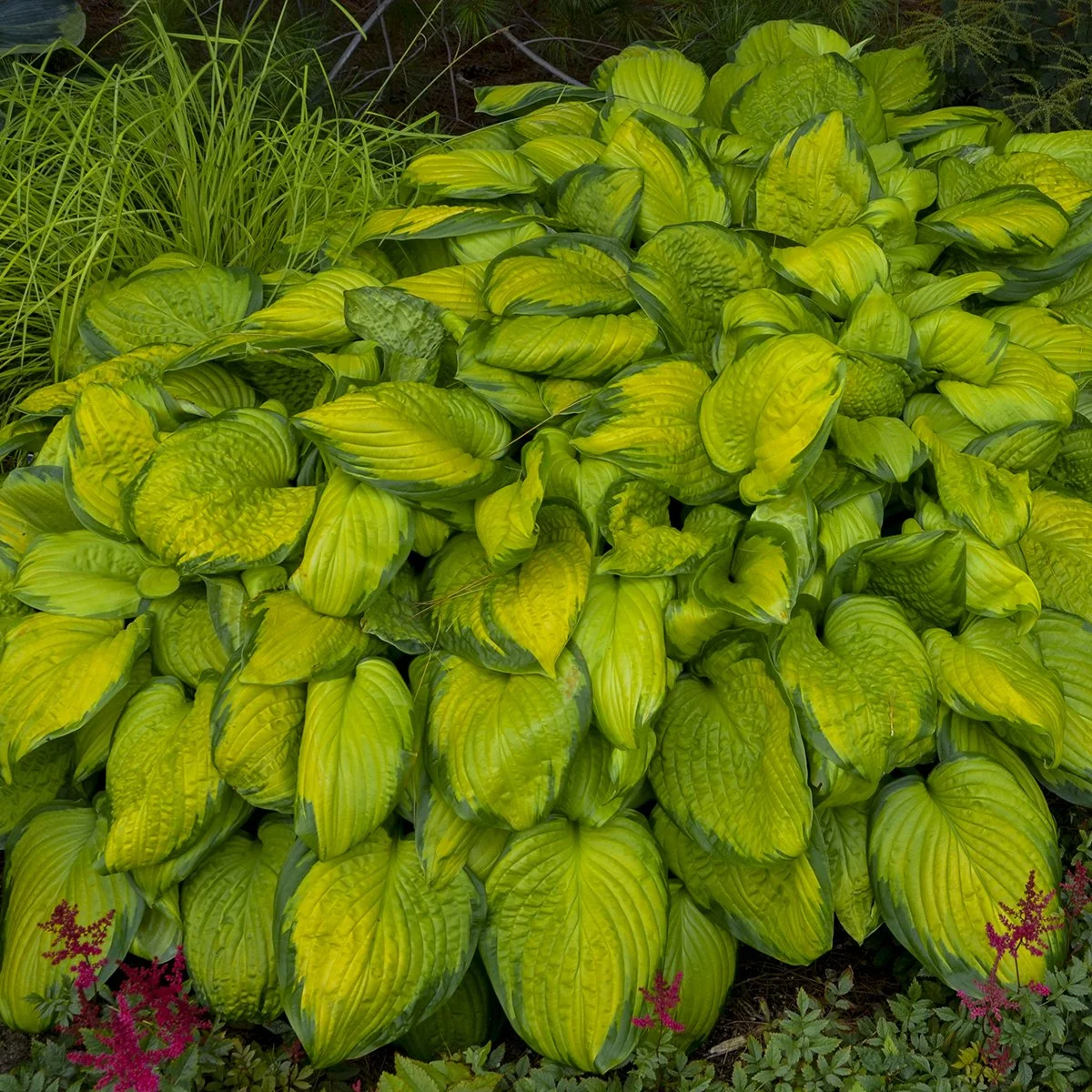 Hosta 'Stained Glass' 0003 high res.jpg