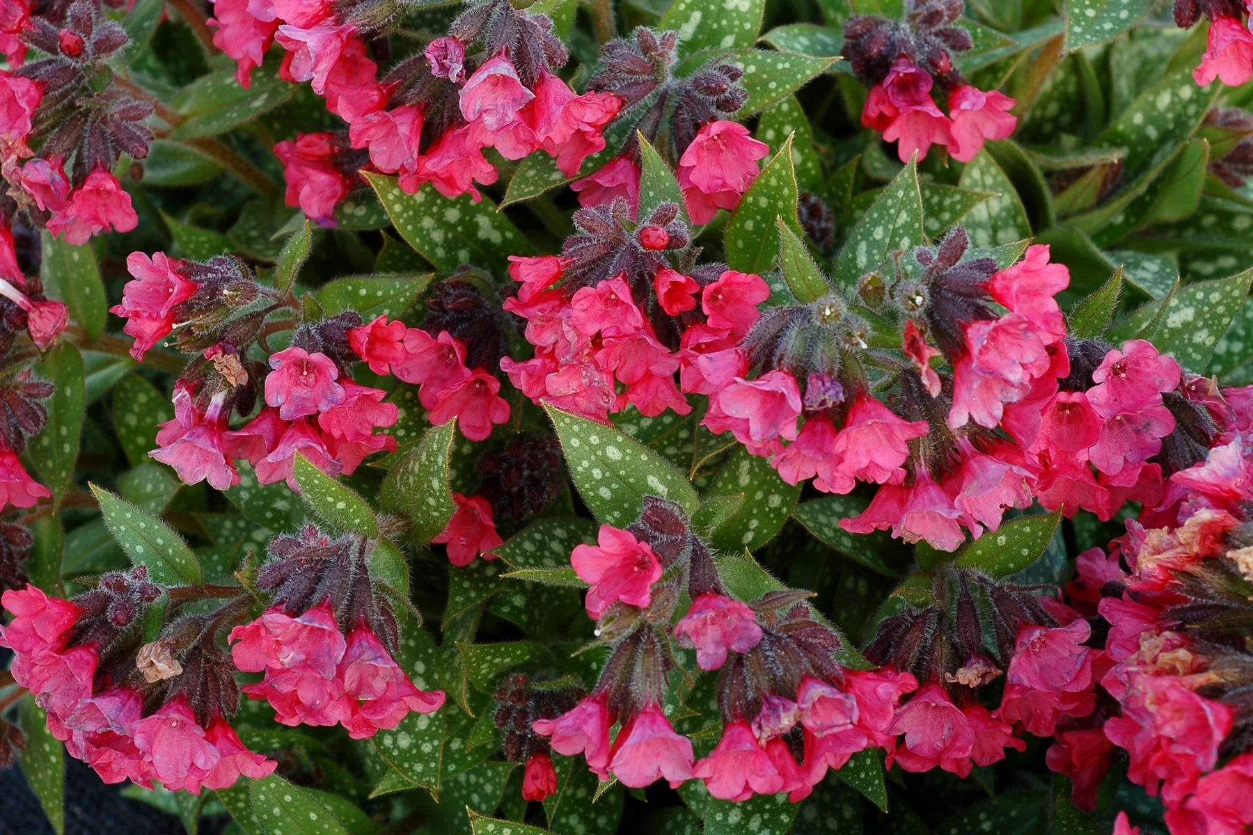 Pulmonaria-Shrimps-on-the-Barbie-2.jpg