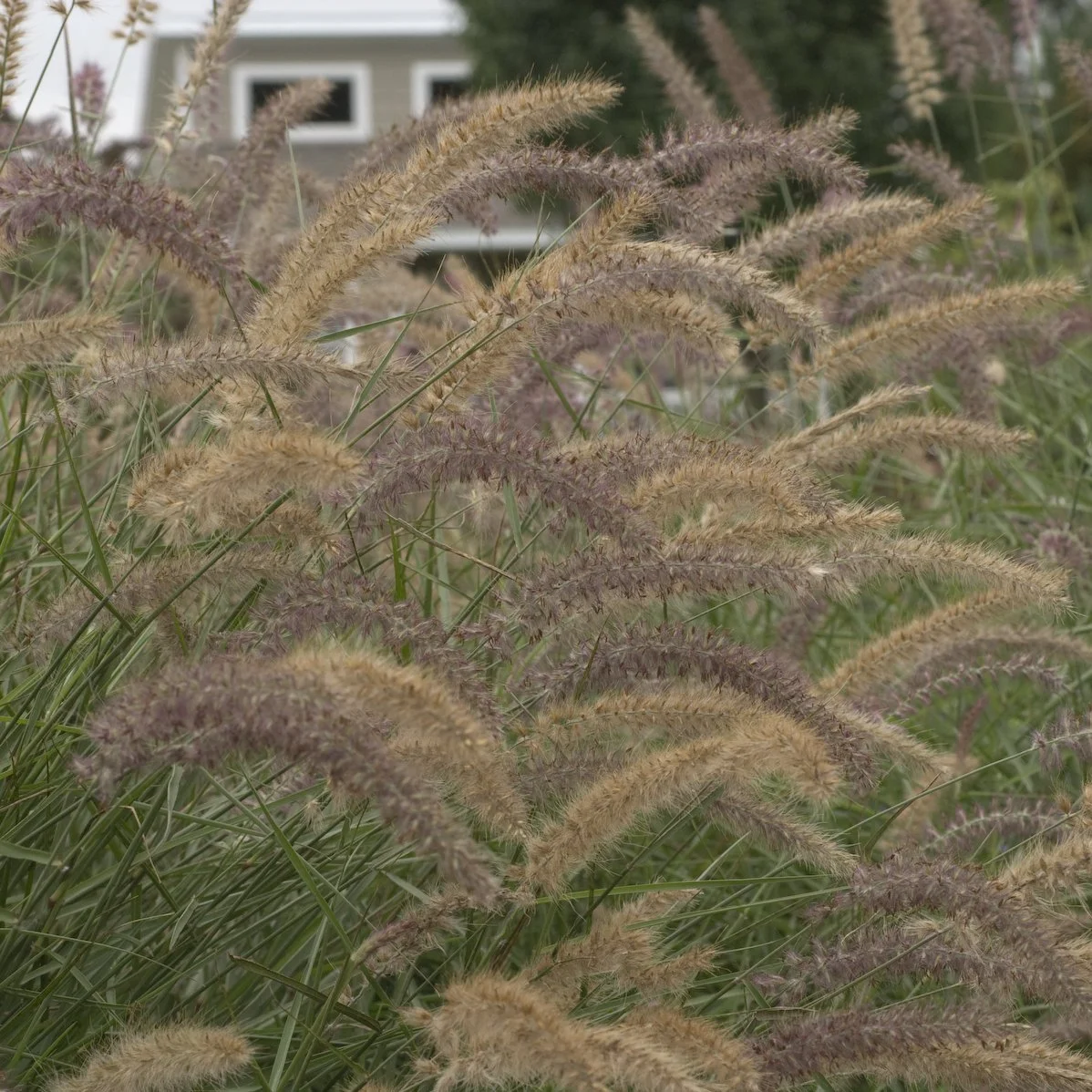 Pennisetum orientale 'Karley Rose' PP12909 0000 high res.jpg