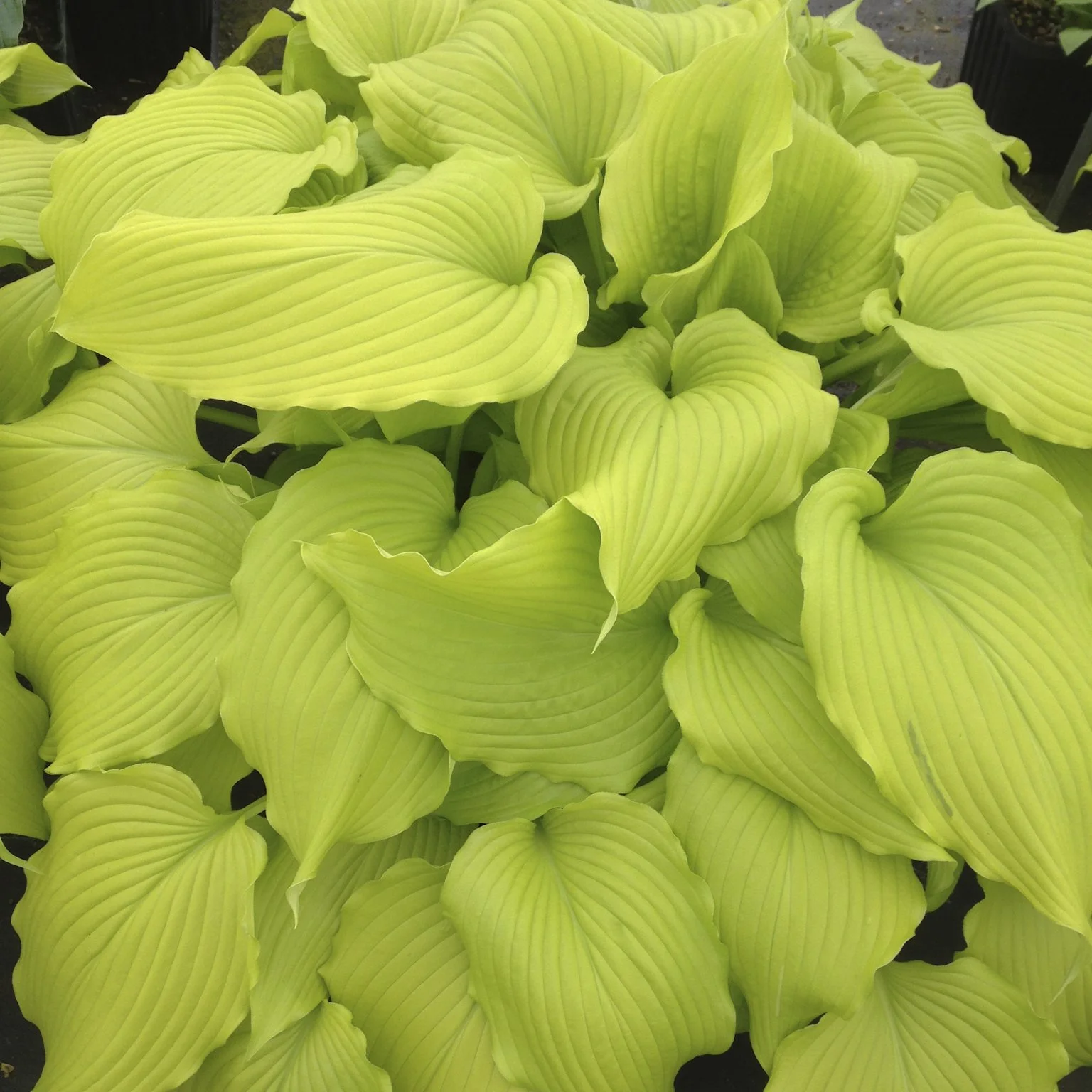 Hosta x 'Dancing Queen'