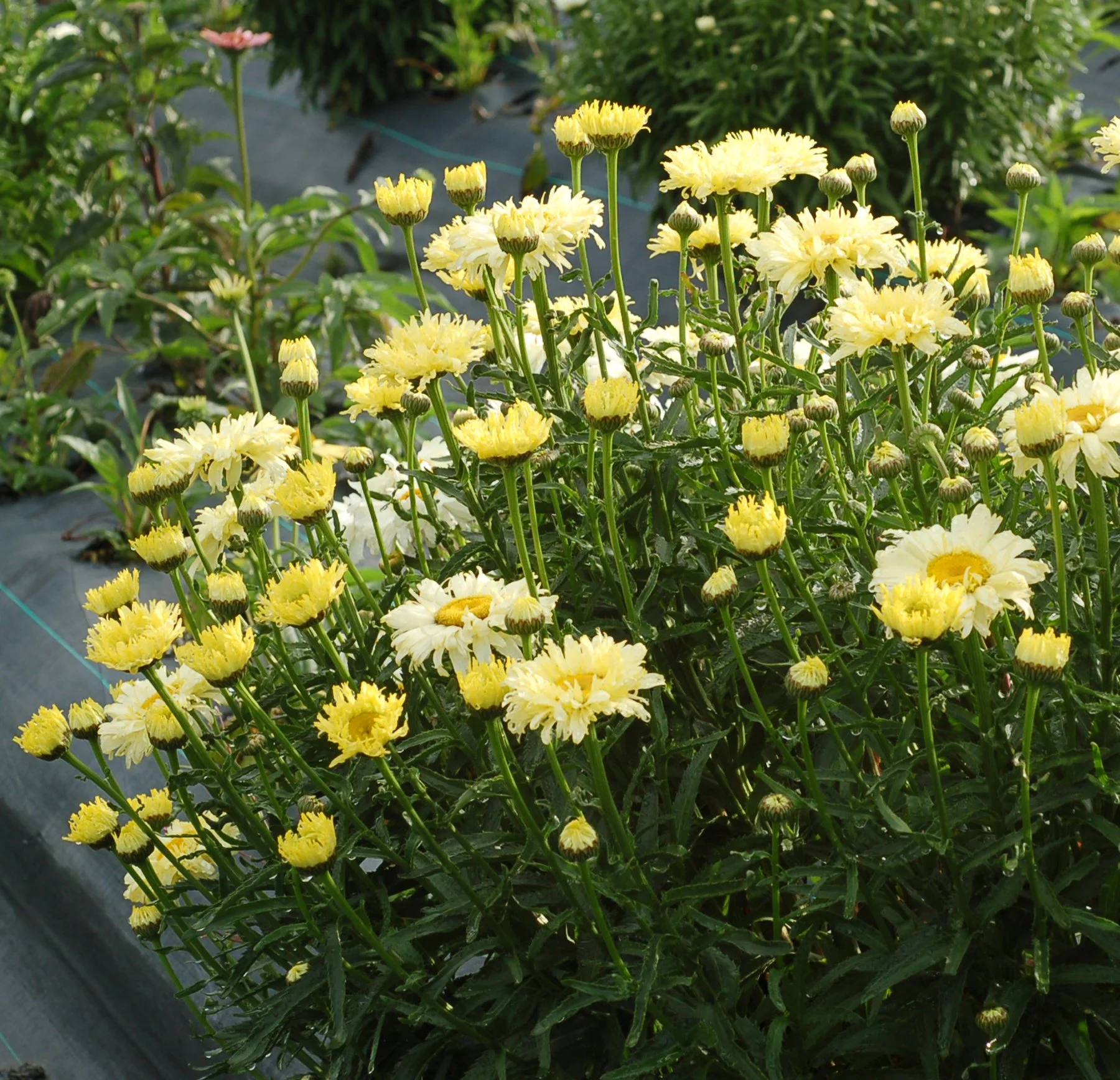 Leucanthemum-Goldfinch-5.jpg
