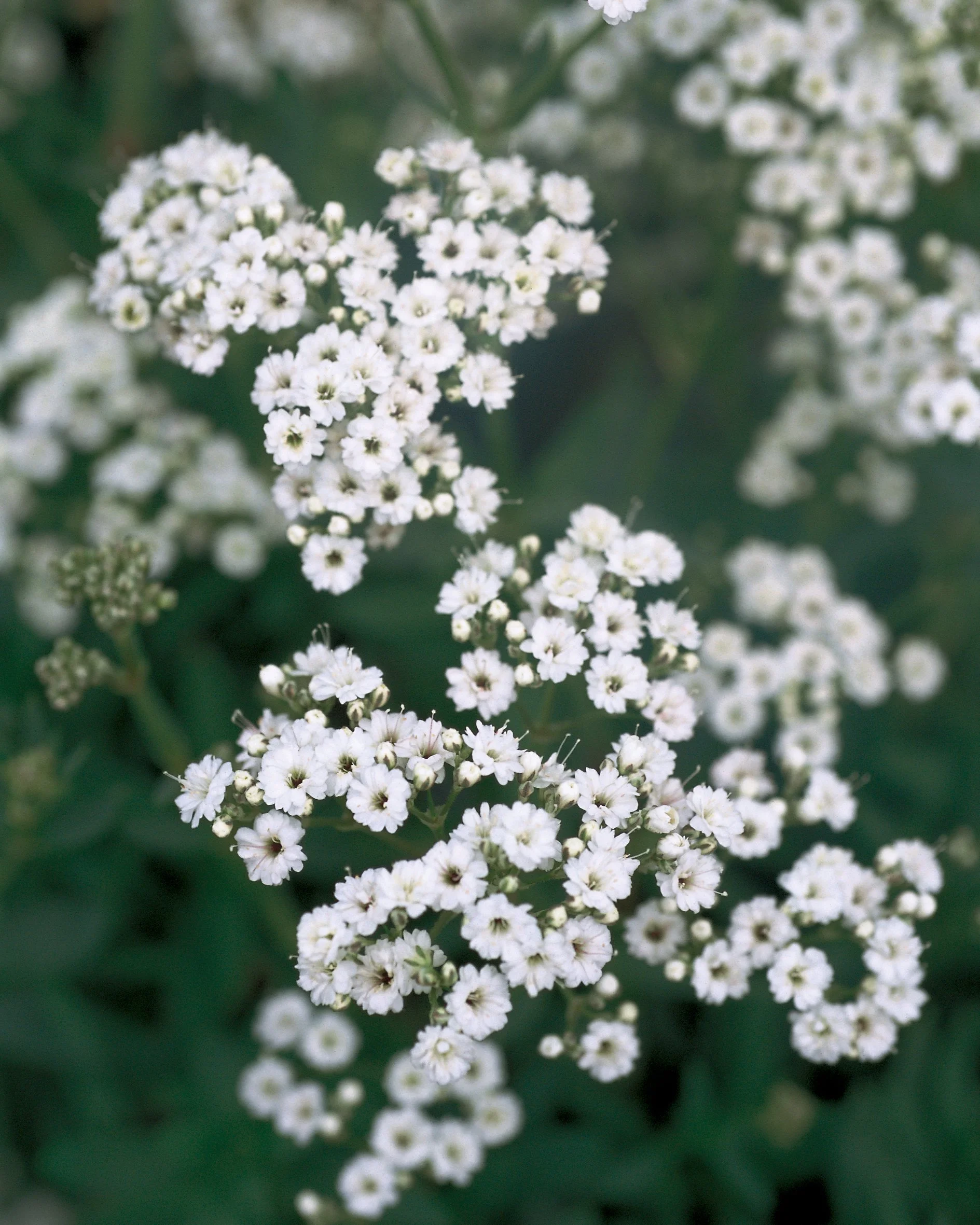 Gypsophila paniculata 'Festival Star'