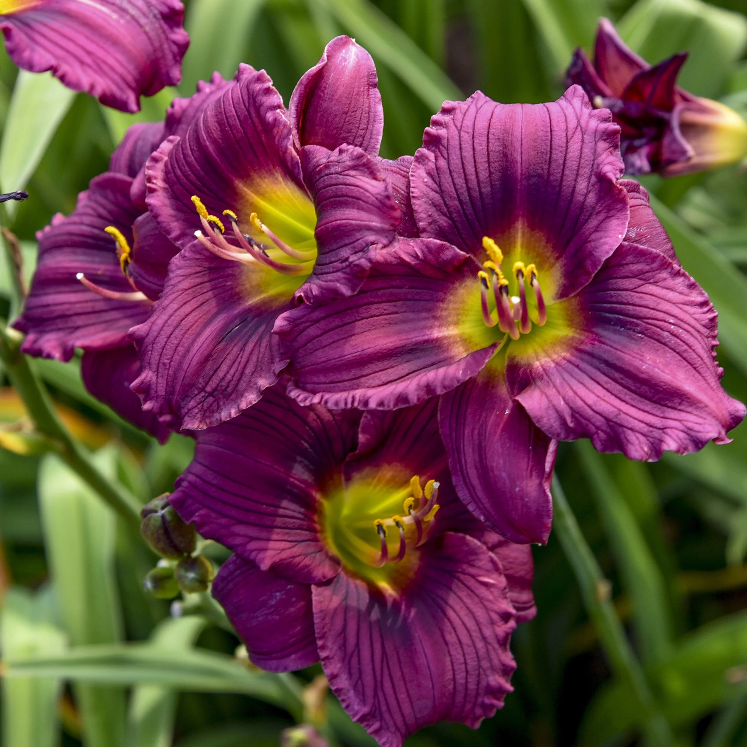 Hemerocallis 'Little Grapette'