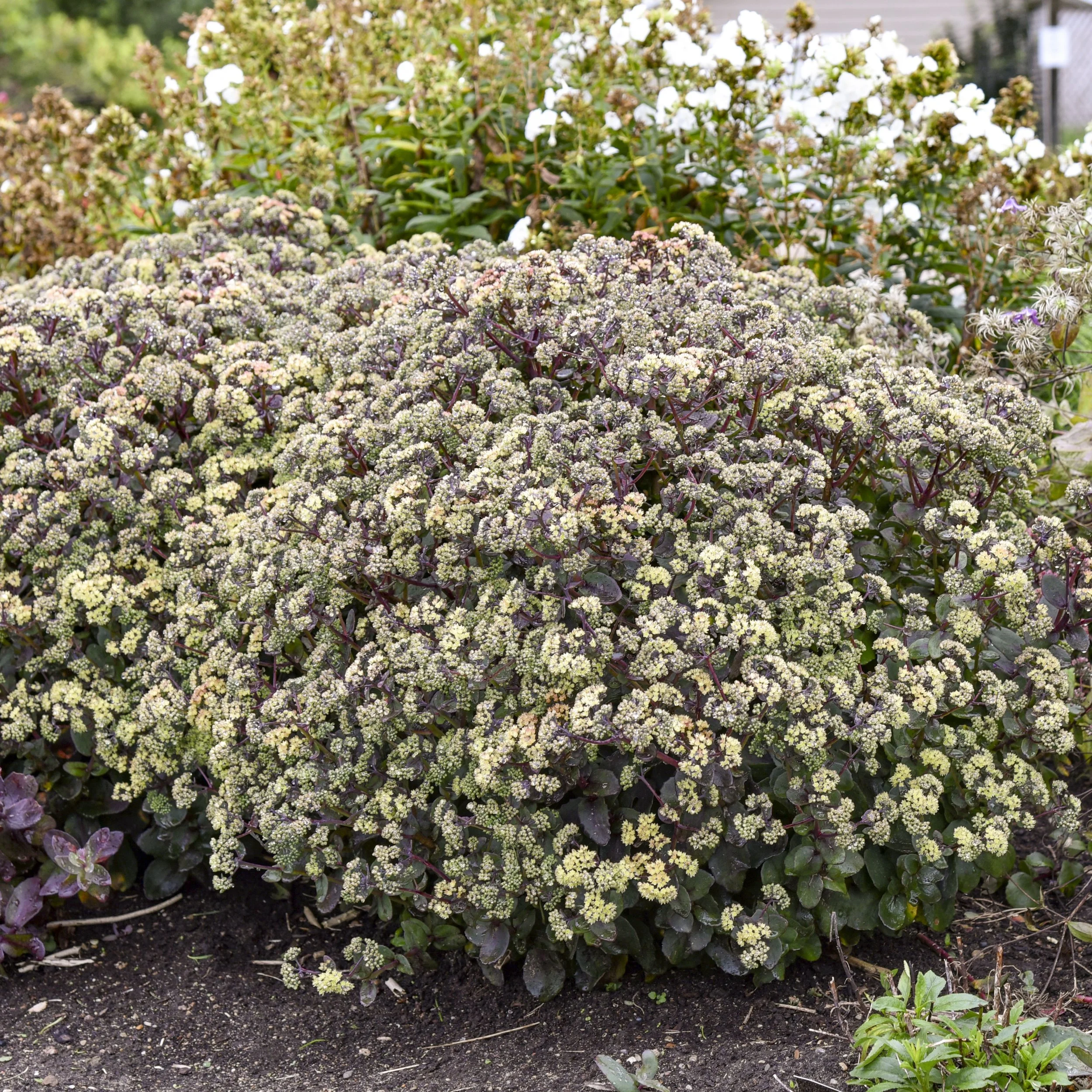 Sedum 'Night Light' PPAF 0000 high res.jpg