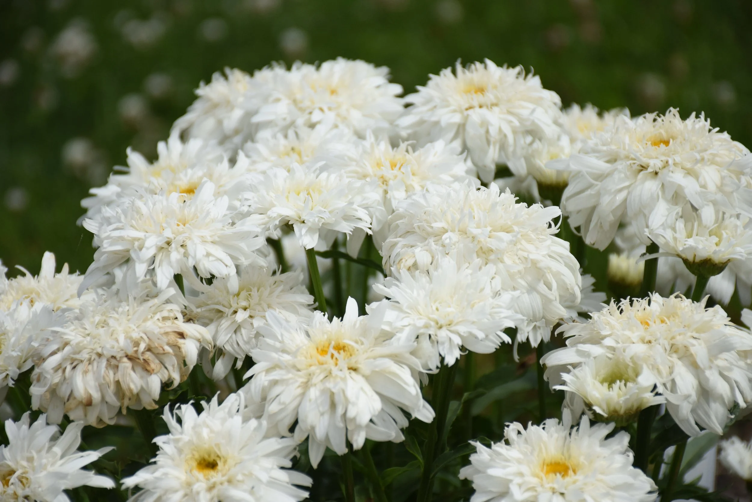 Leucanthemum x superbum 'Marshmallow'