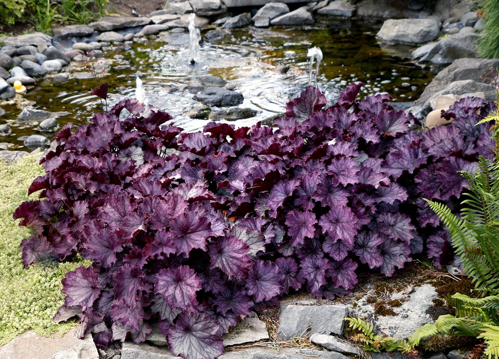 Heuchera-Northern-Exposure-Purple-5.jpg