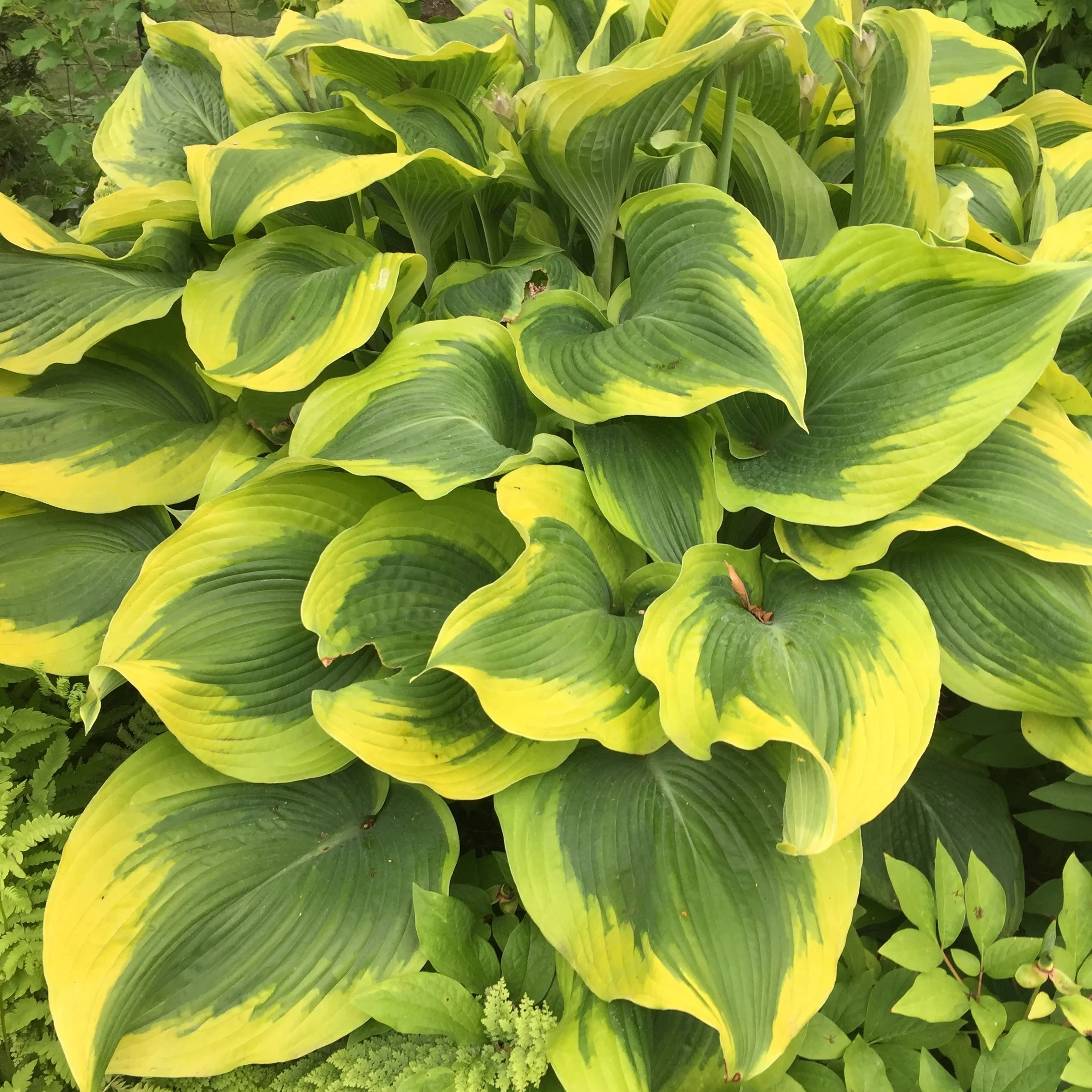 Hosta x 'Atlantis'