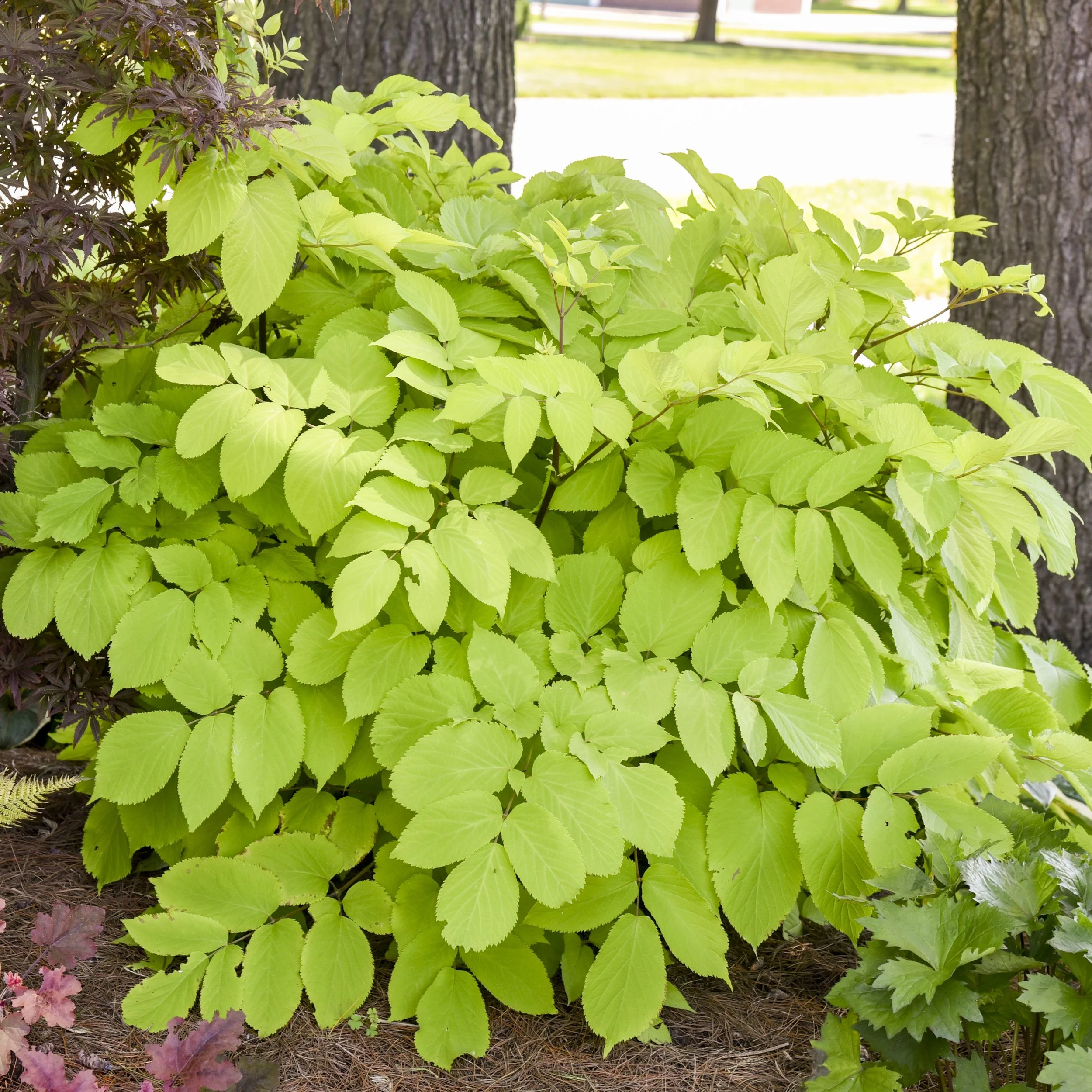 Aralia cordata 'Sun King' 0005 high res.jpg