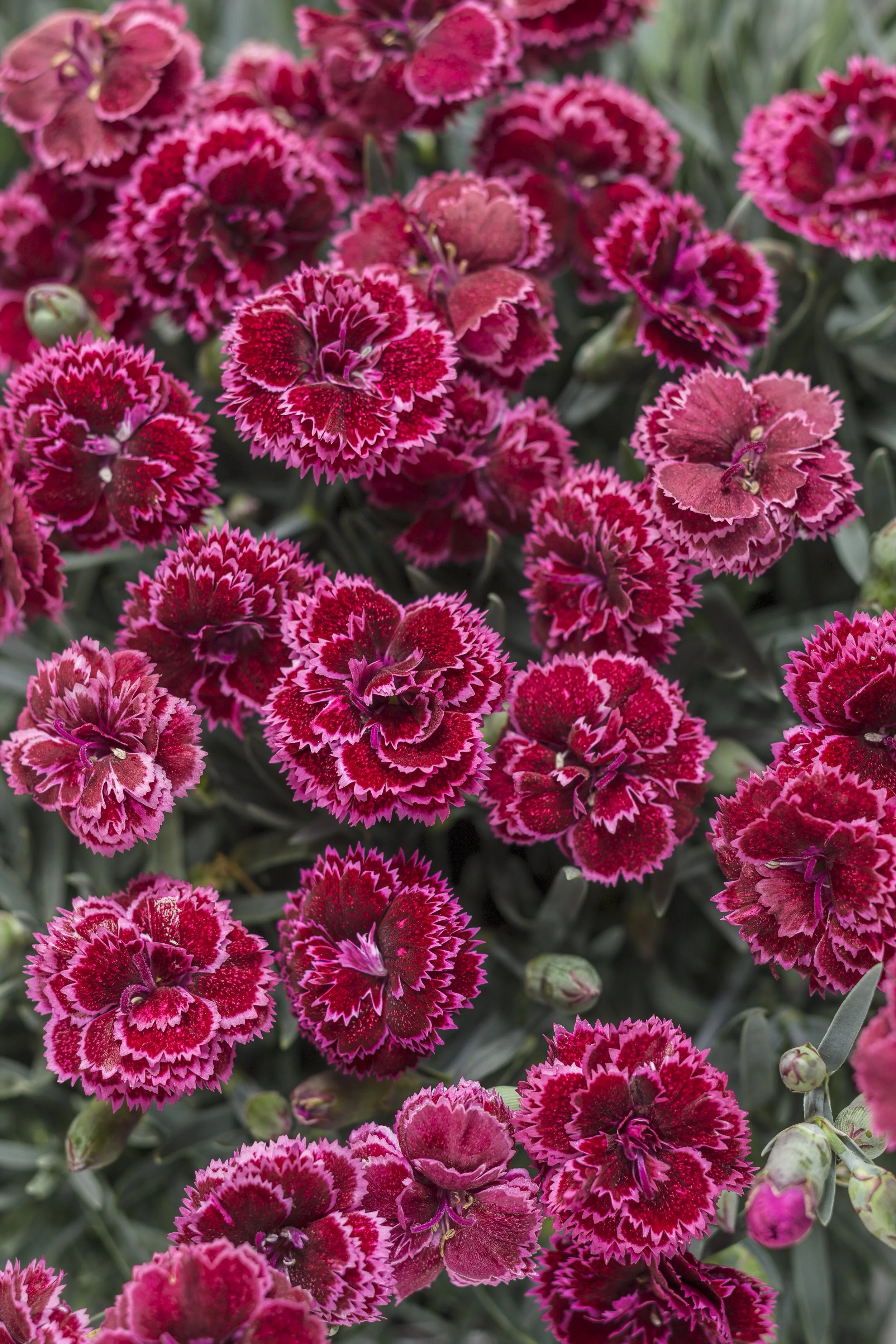 Dianthus x 'Black Cherry Frost'