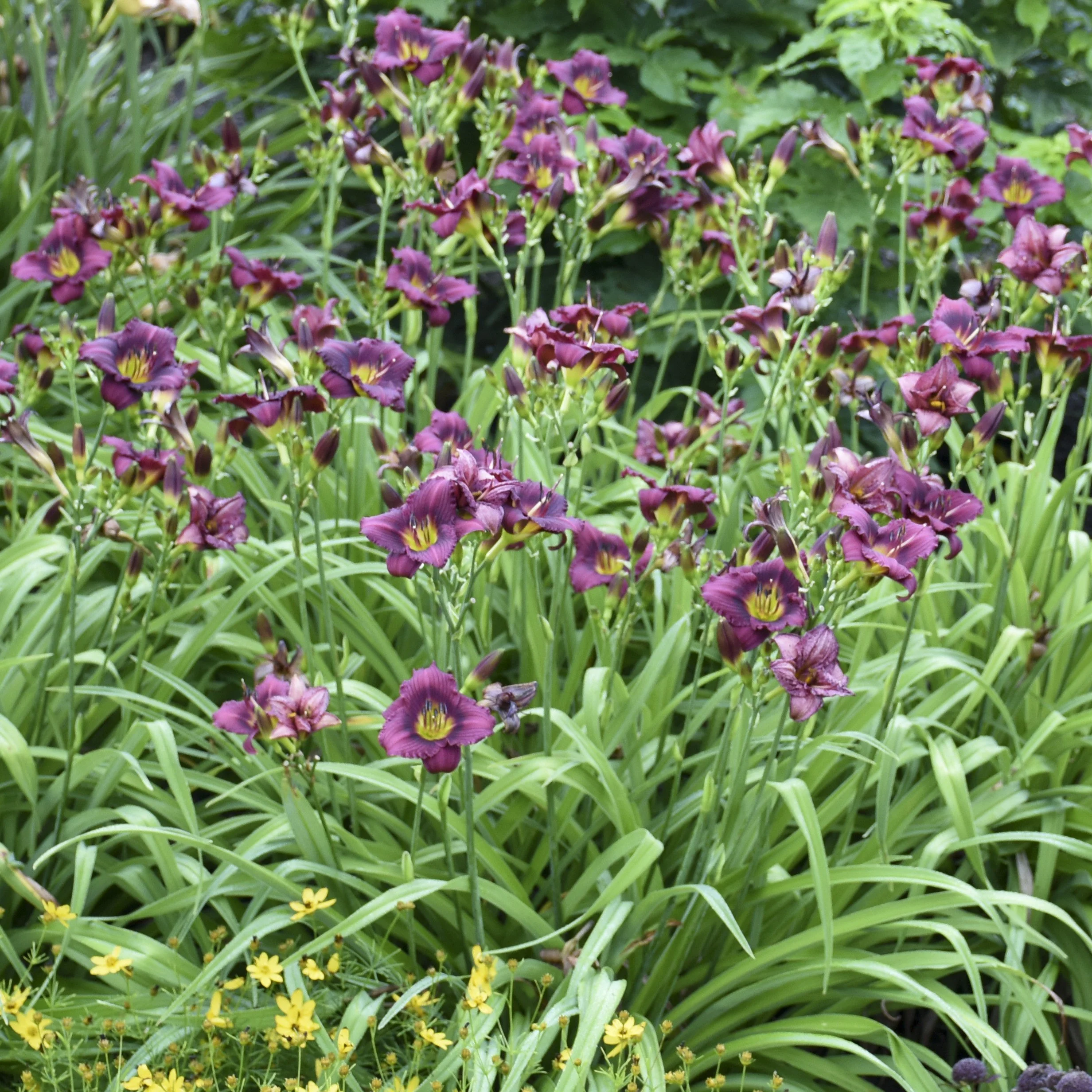 Hemerocallis 'Little Grapette' 0001 high res.jpg