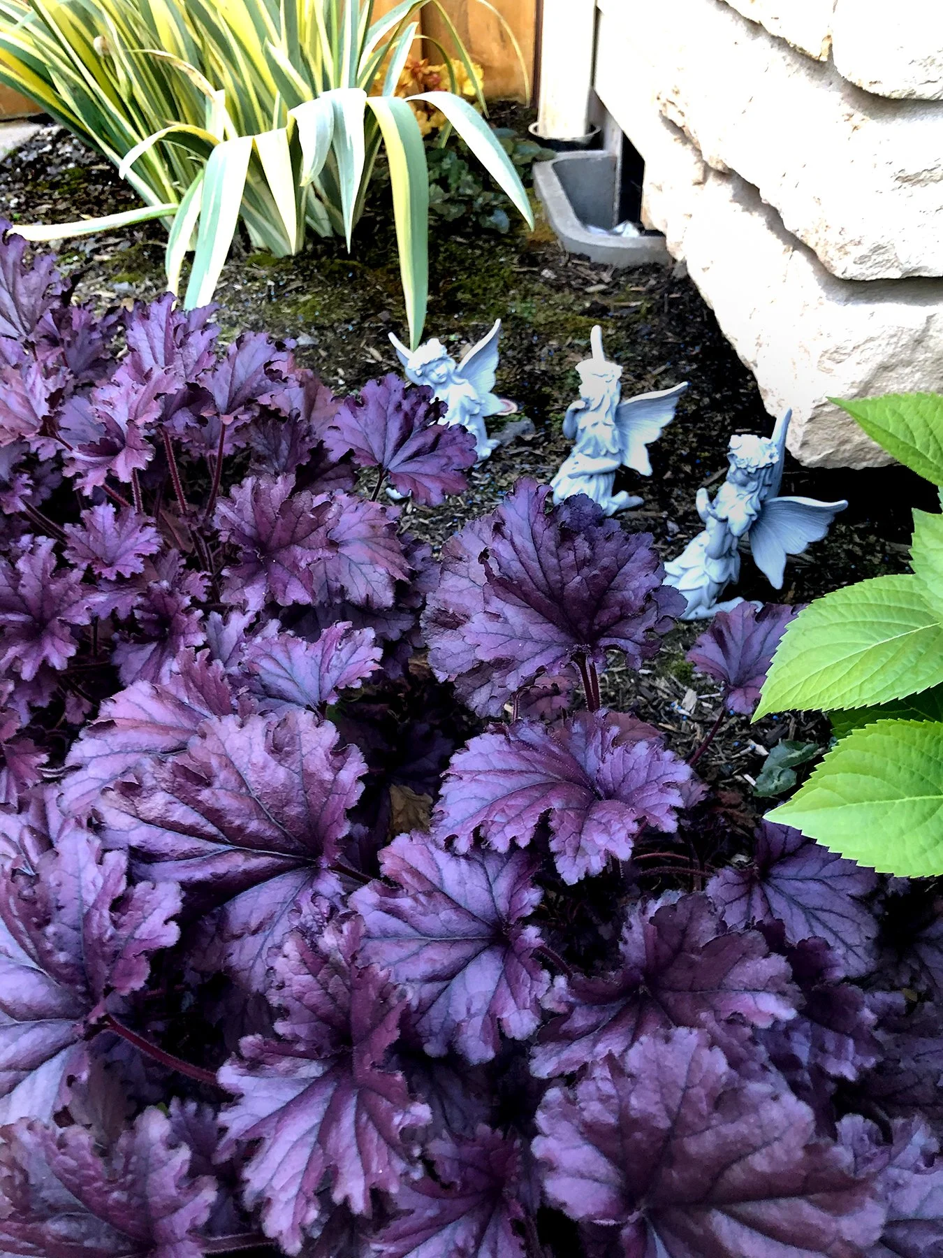 Heuchera-Forever-Purple-12.jpg