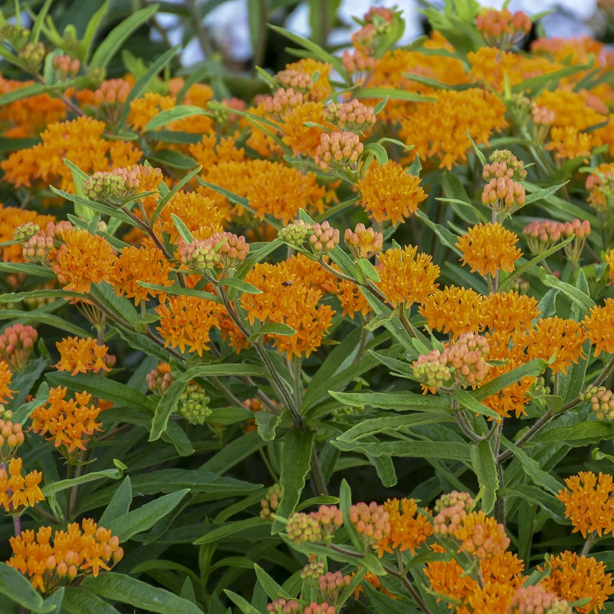 Asclepias tuberosa 0004 high res.jpg