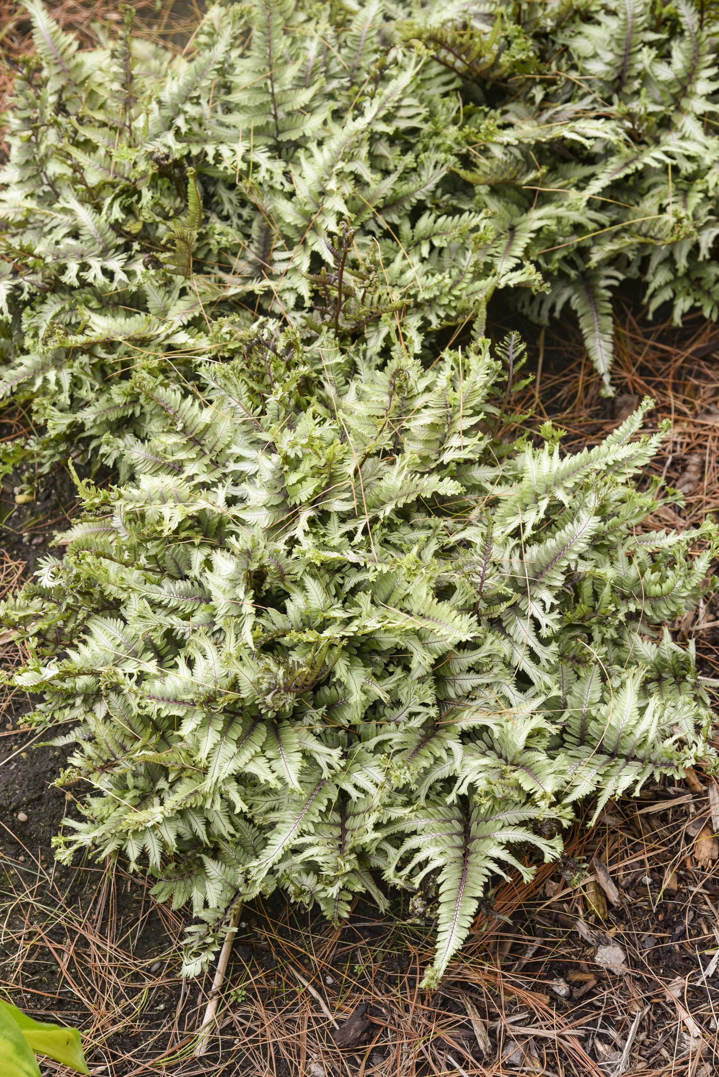 athyrium_crested_surf_apj22_6.jpg