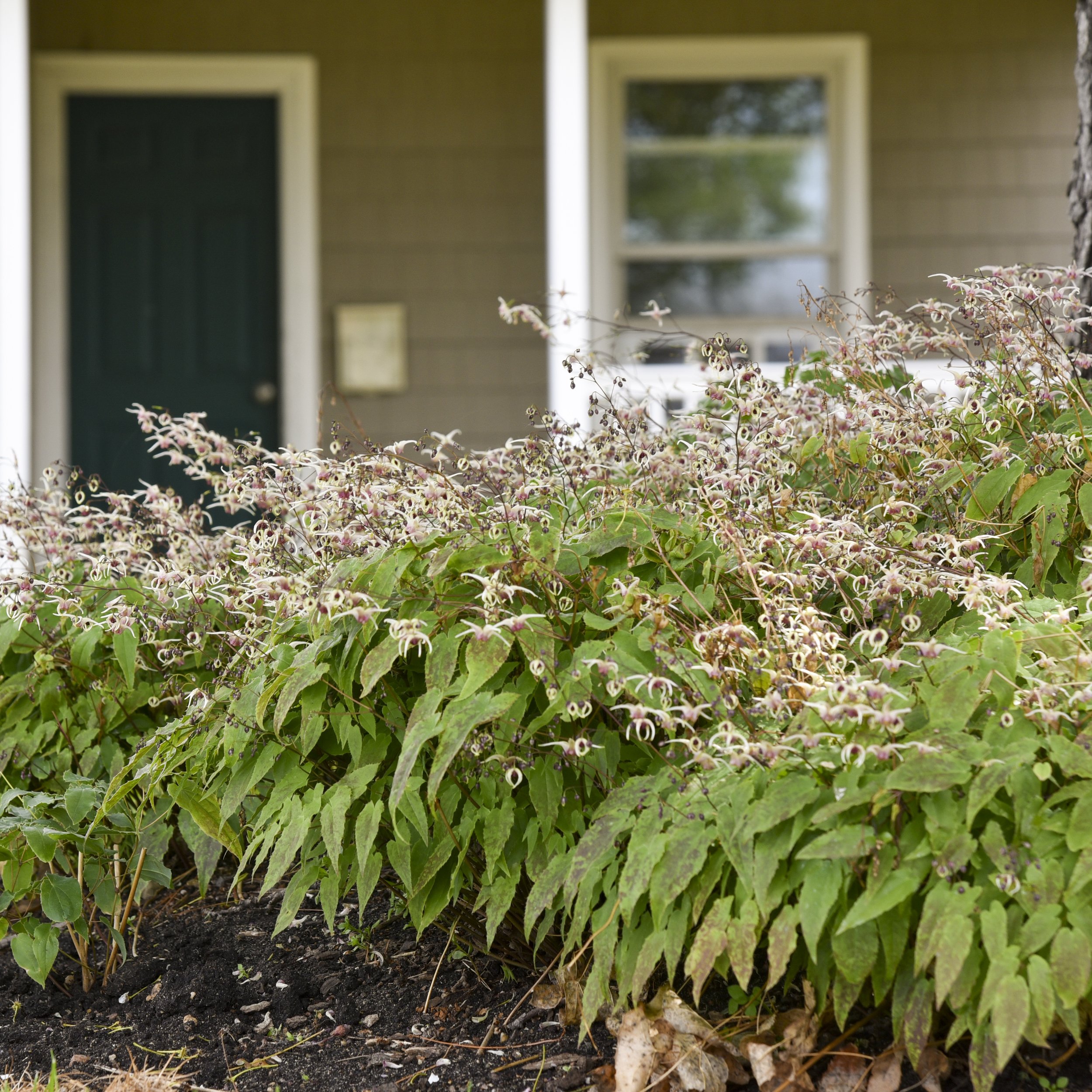 Epimedium 'Domino' 0003 high res.jpg