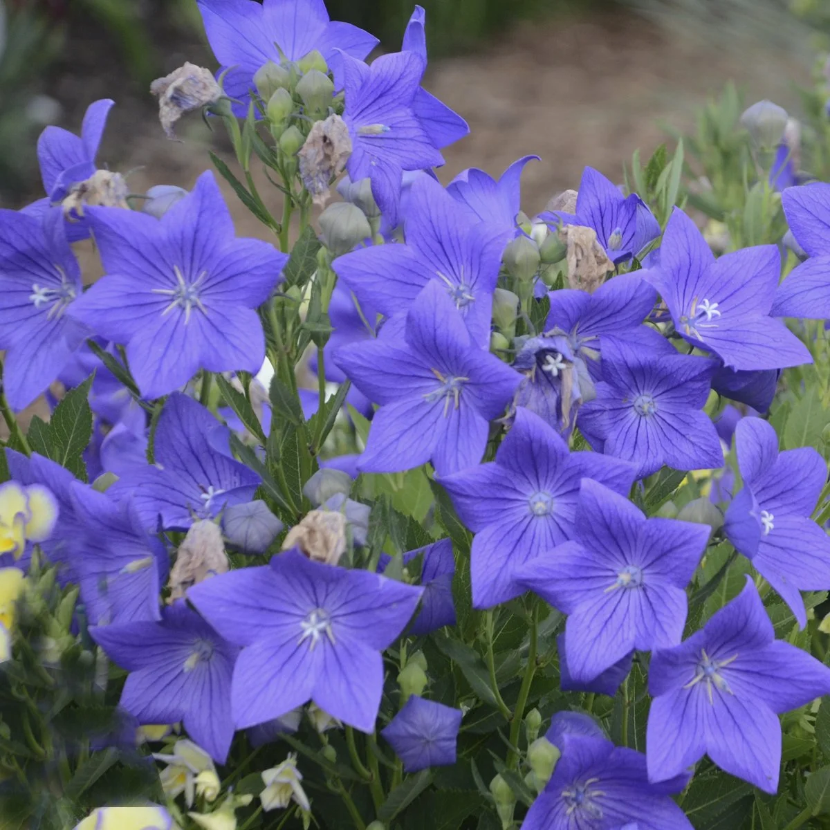 Platycodon grandiflorus 'Sentimental Blue' 0000 high res.jpg