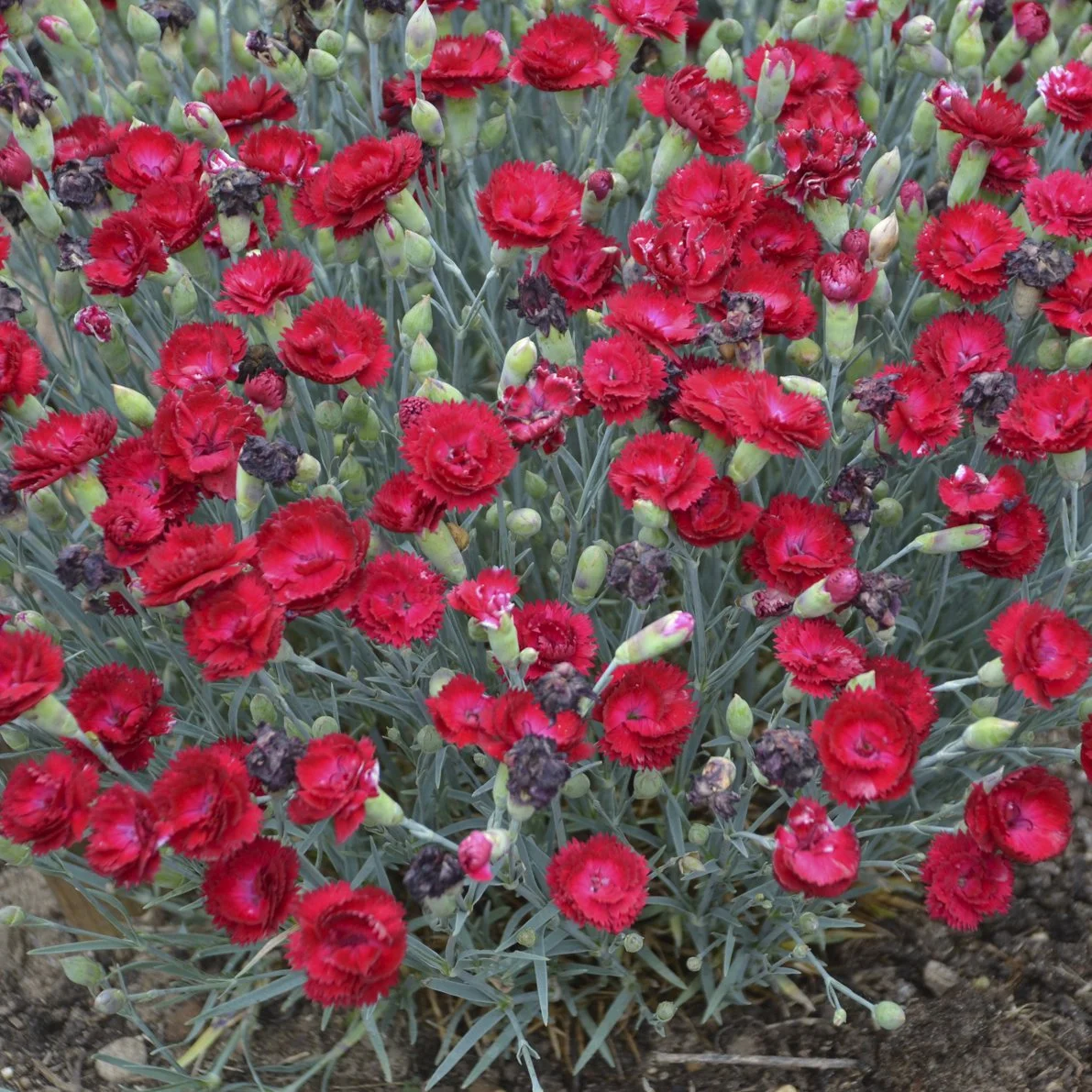 Dianthus x 'Electric Red'