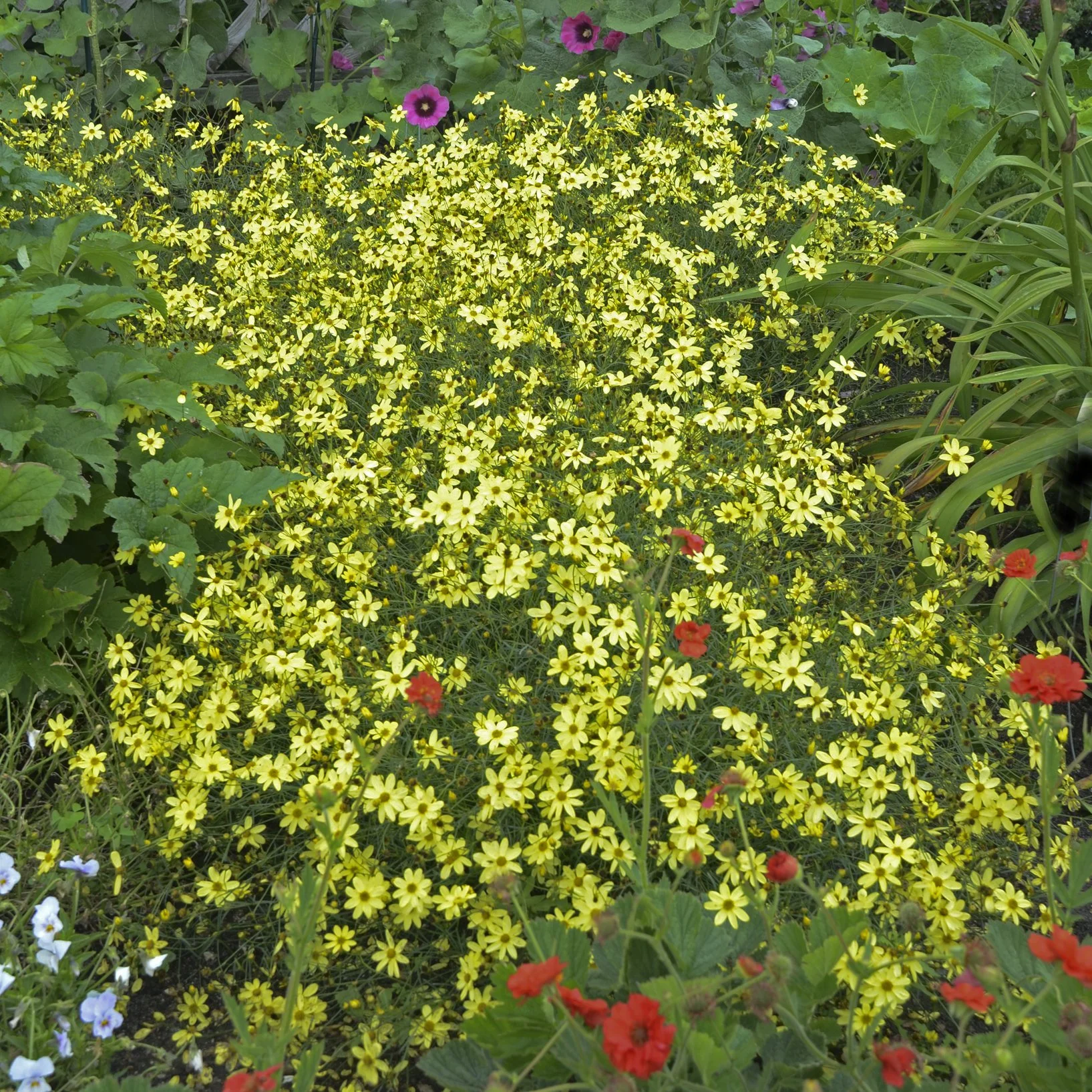 Coreopsis verticillata 'Moonbeam' 0000 high res.jpg