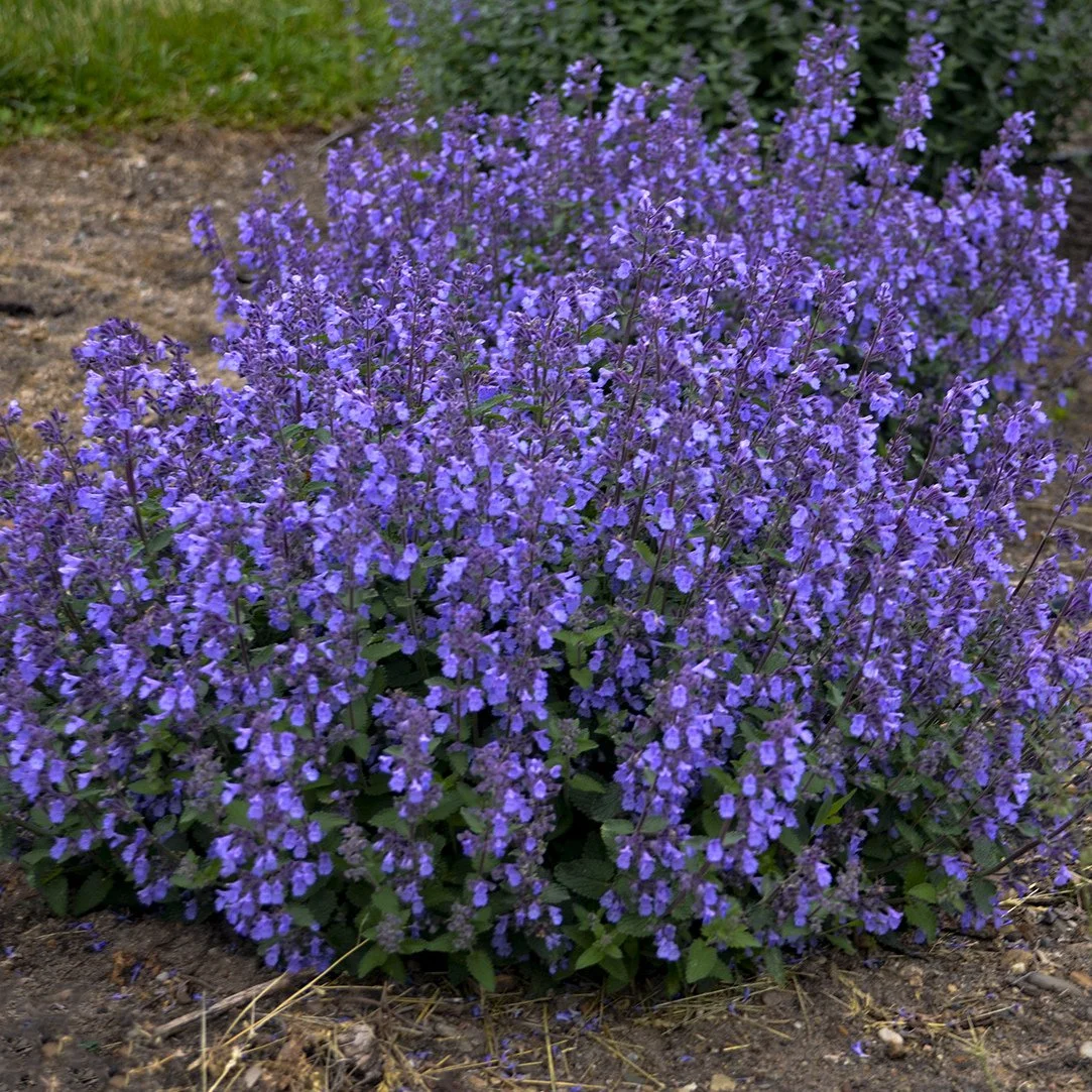 Nepeta 'Picture Purrfect' PP34502 0002 high res.jpg