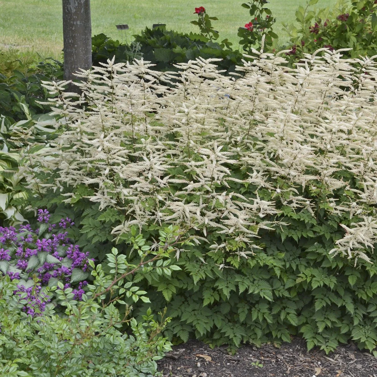 Aruncus x 'Misty Lace'