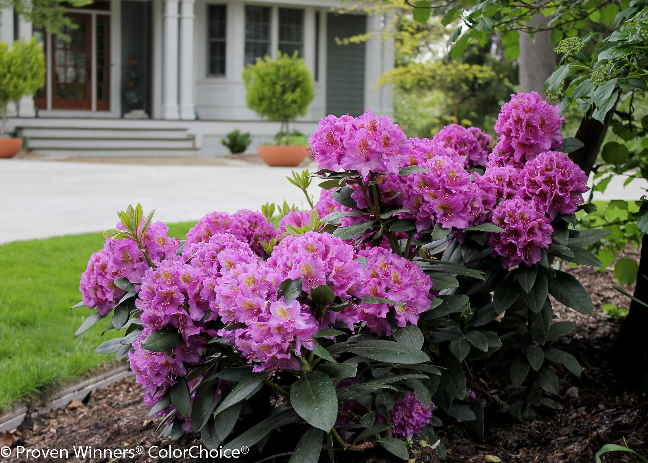 dandy_man_purple_rhododendron-2.jpg