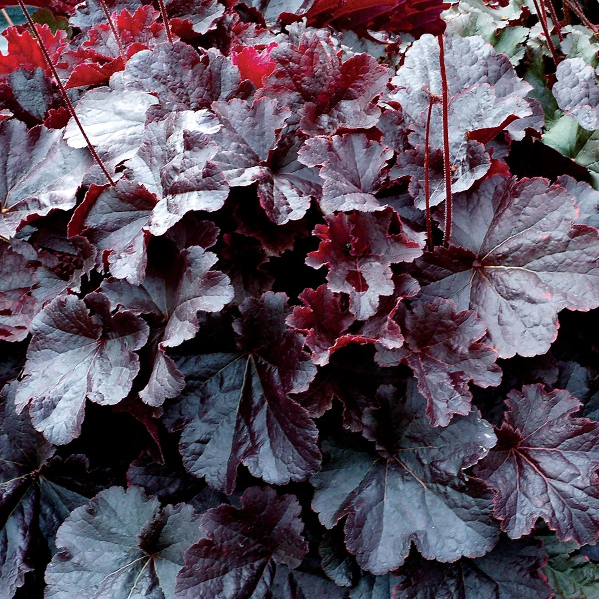 Heuchera 'Northern Exposure Black'