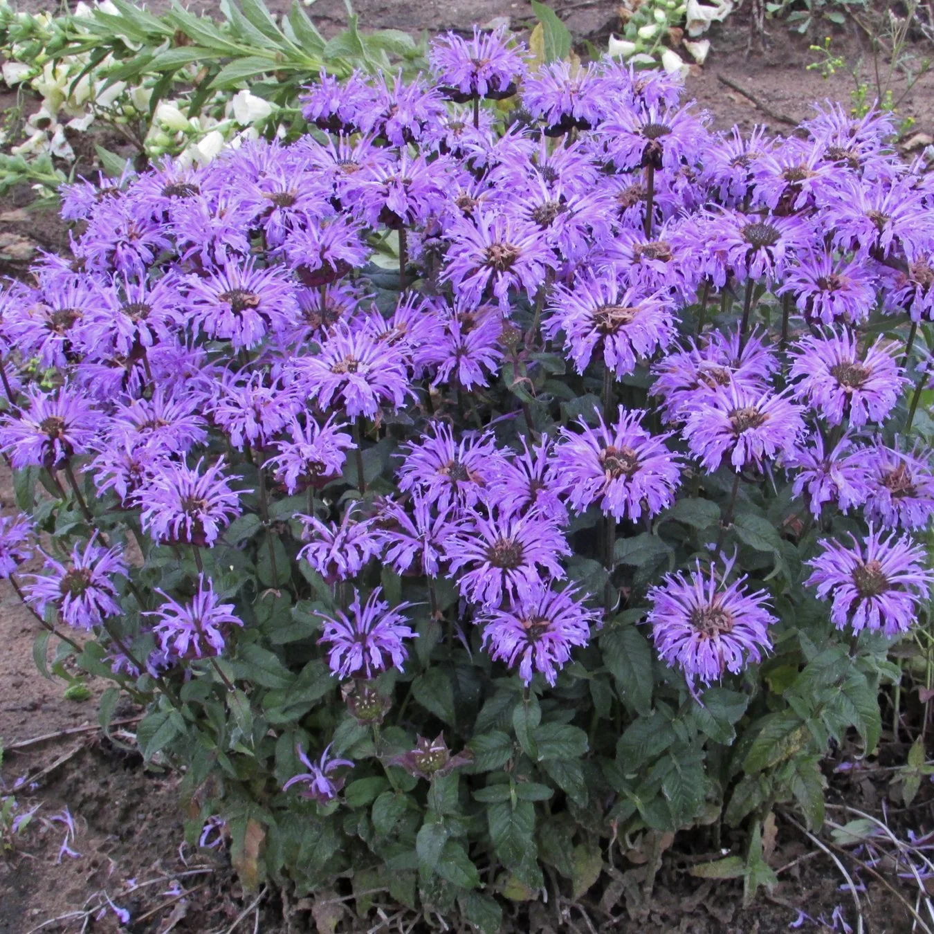 Monarda 'Blue Moon' PP29549 0001 high res.jpg