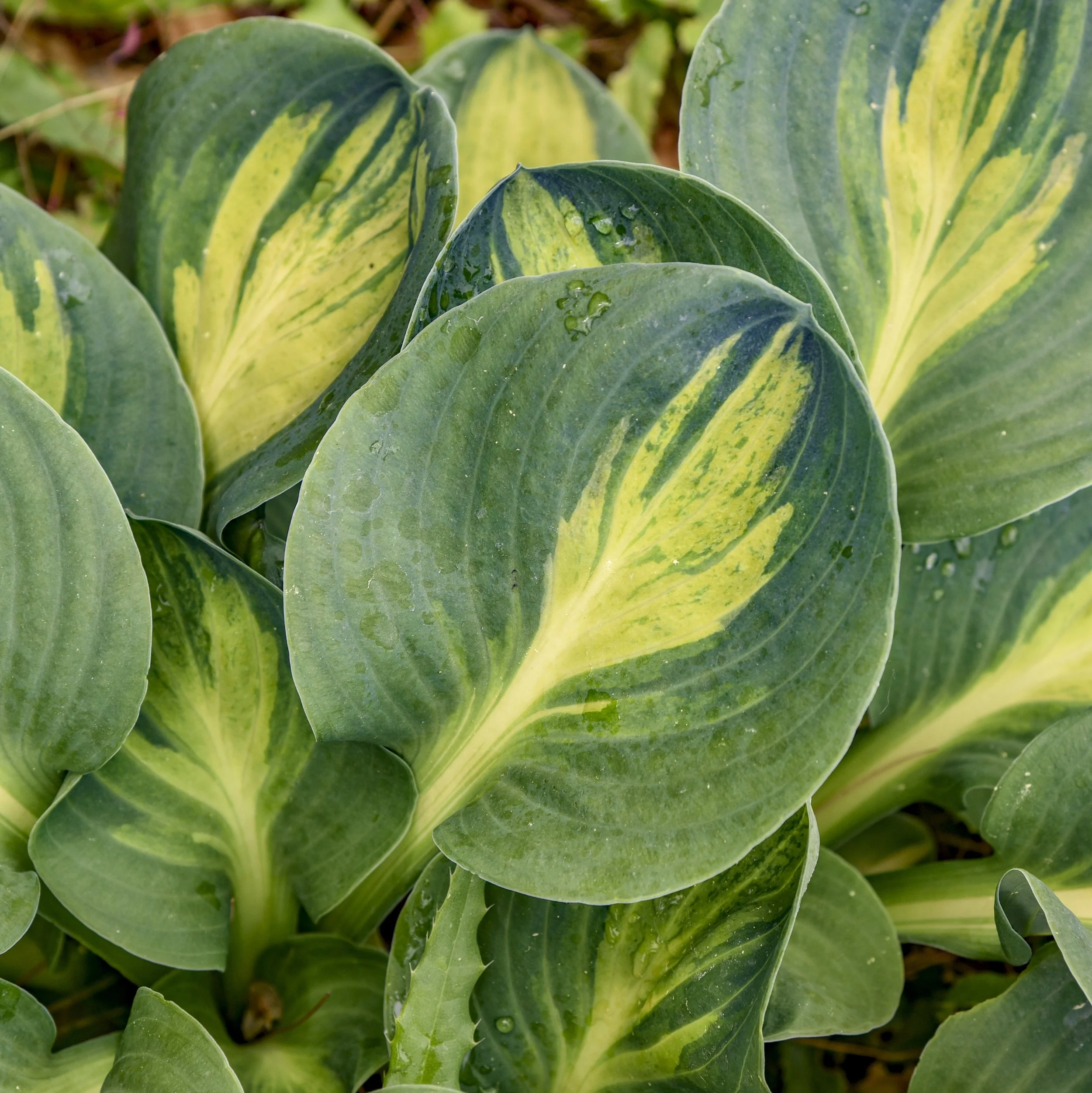Hosta x 'Mouseketeer'