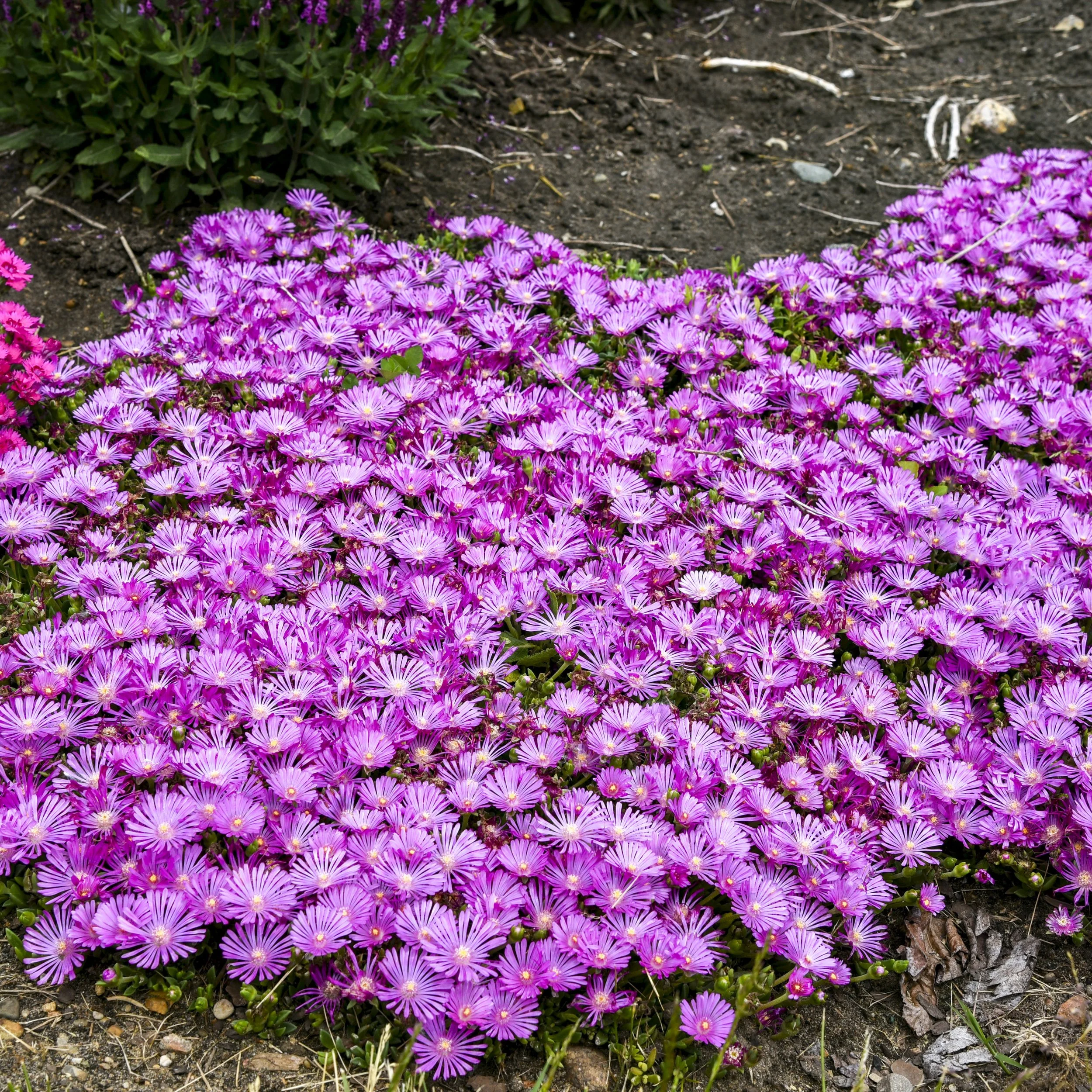 Delosperma 'Orchid Flash' PPAF 0002 high res.jpg