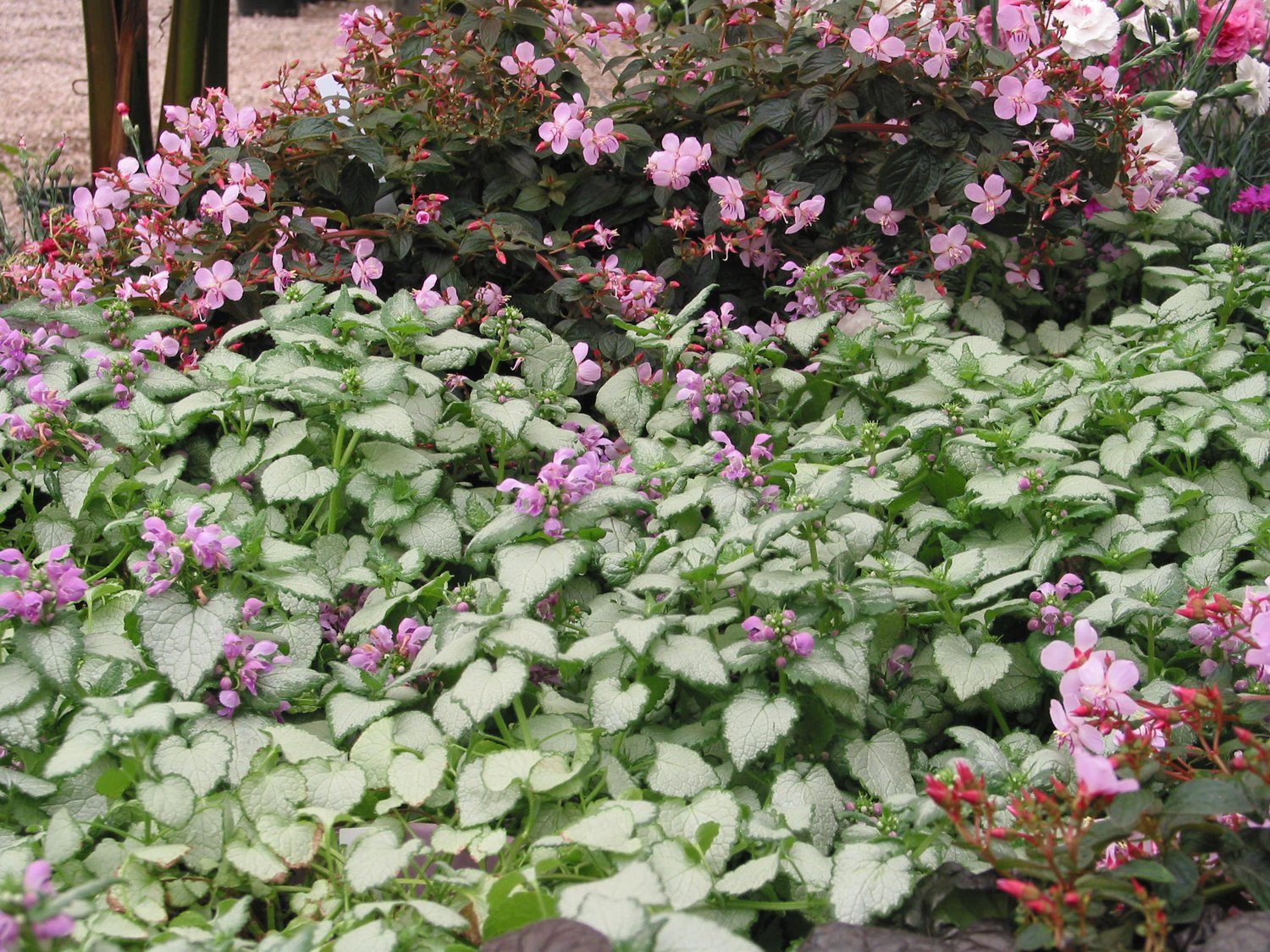 Lamium-Orchid-Frost-Gold-006.jpg