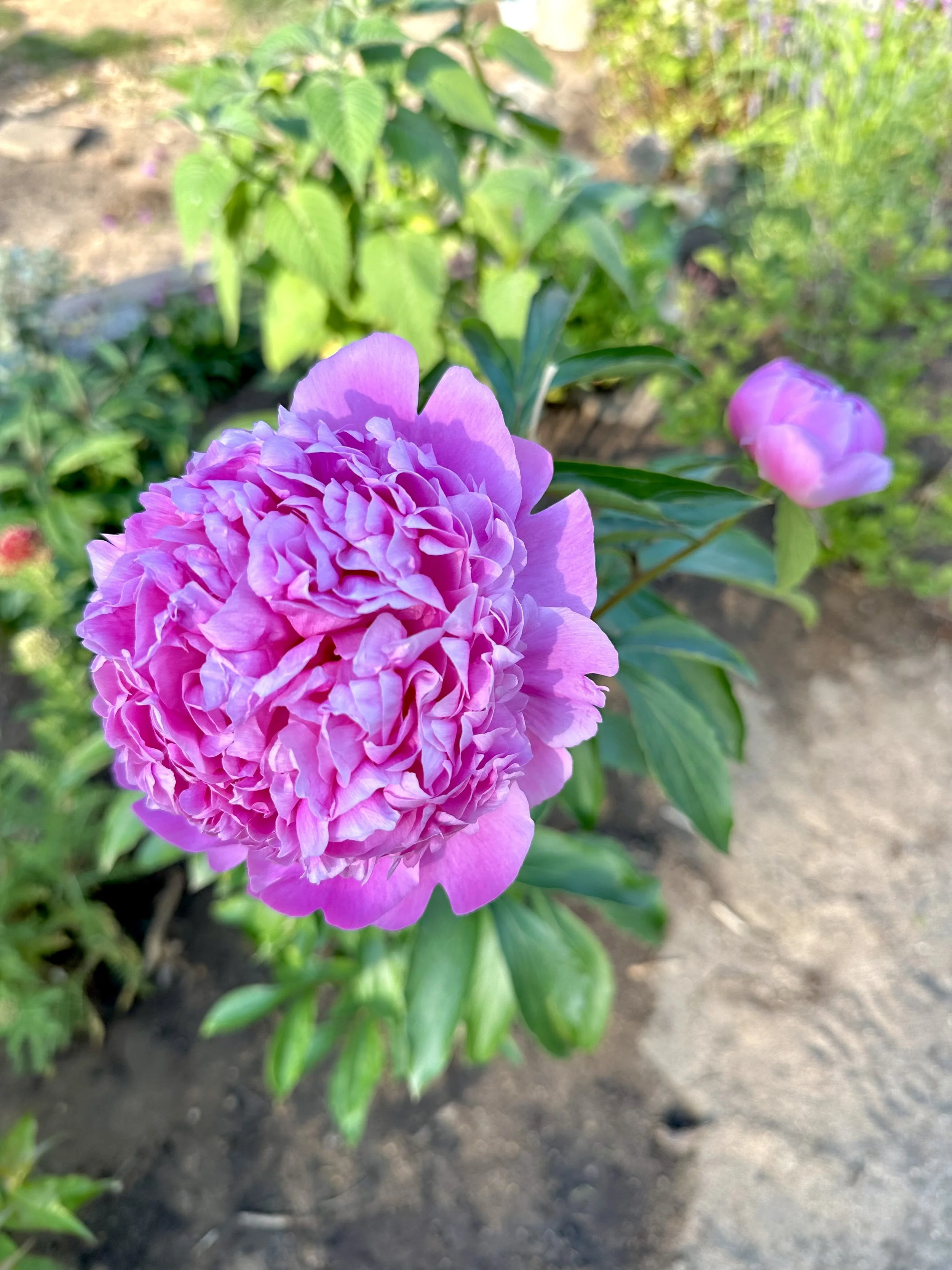Paeonia lactiflora 'Monsieur Jules Elie'
