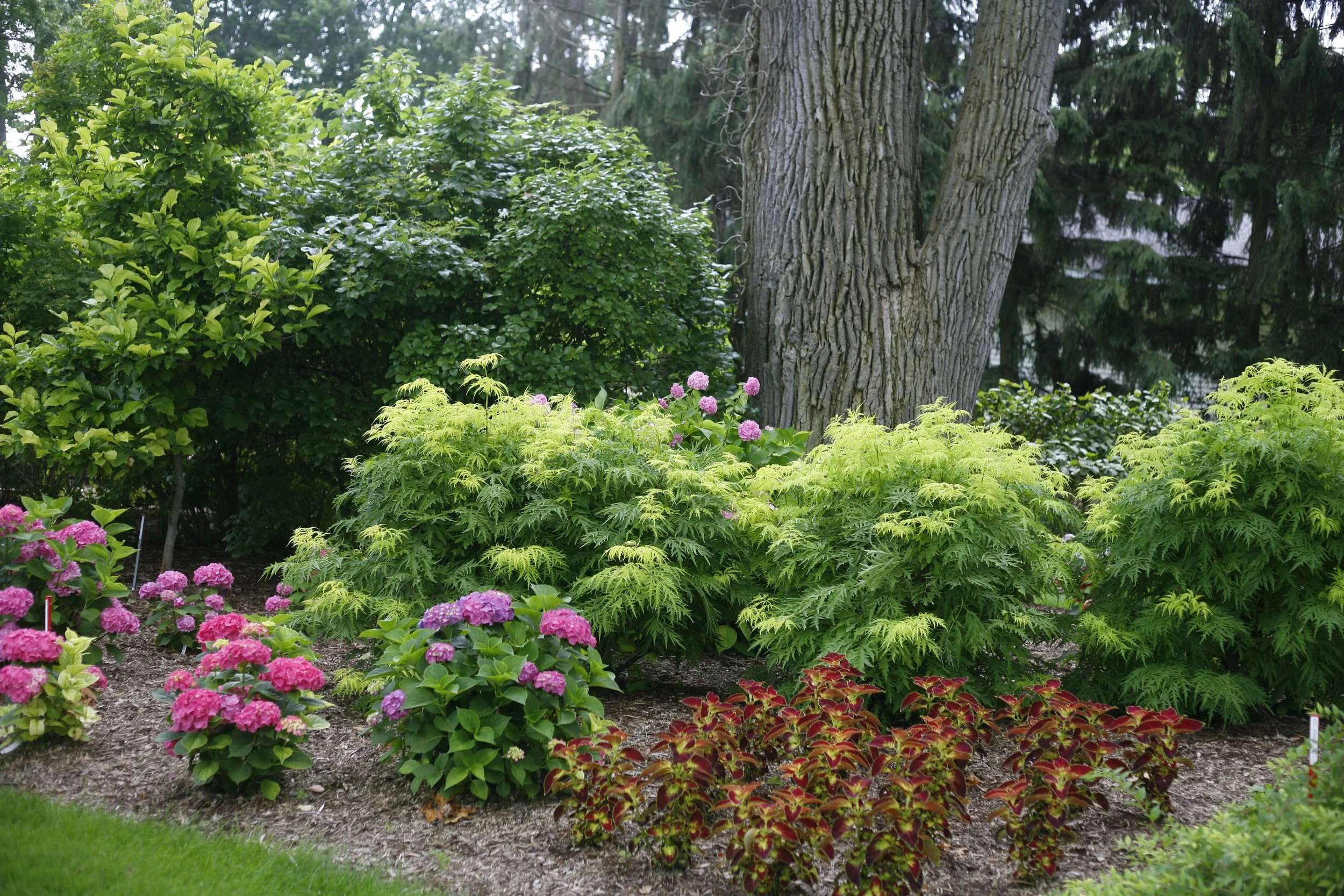 lemony_lace_sambucus_landscape.jpg